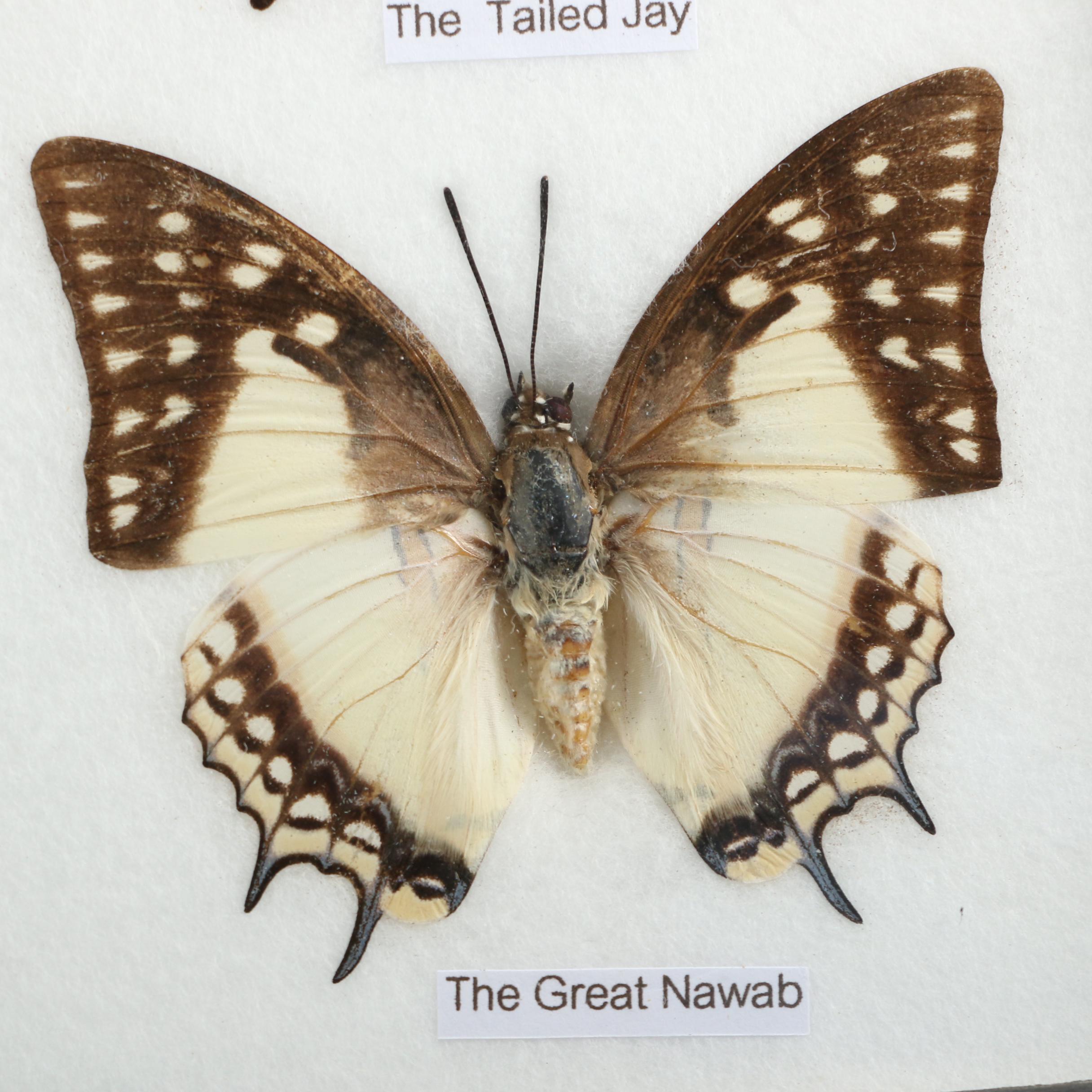Mounted Asian Butterfly Taxidermy Specimens