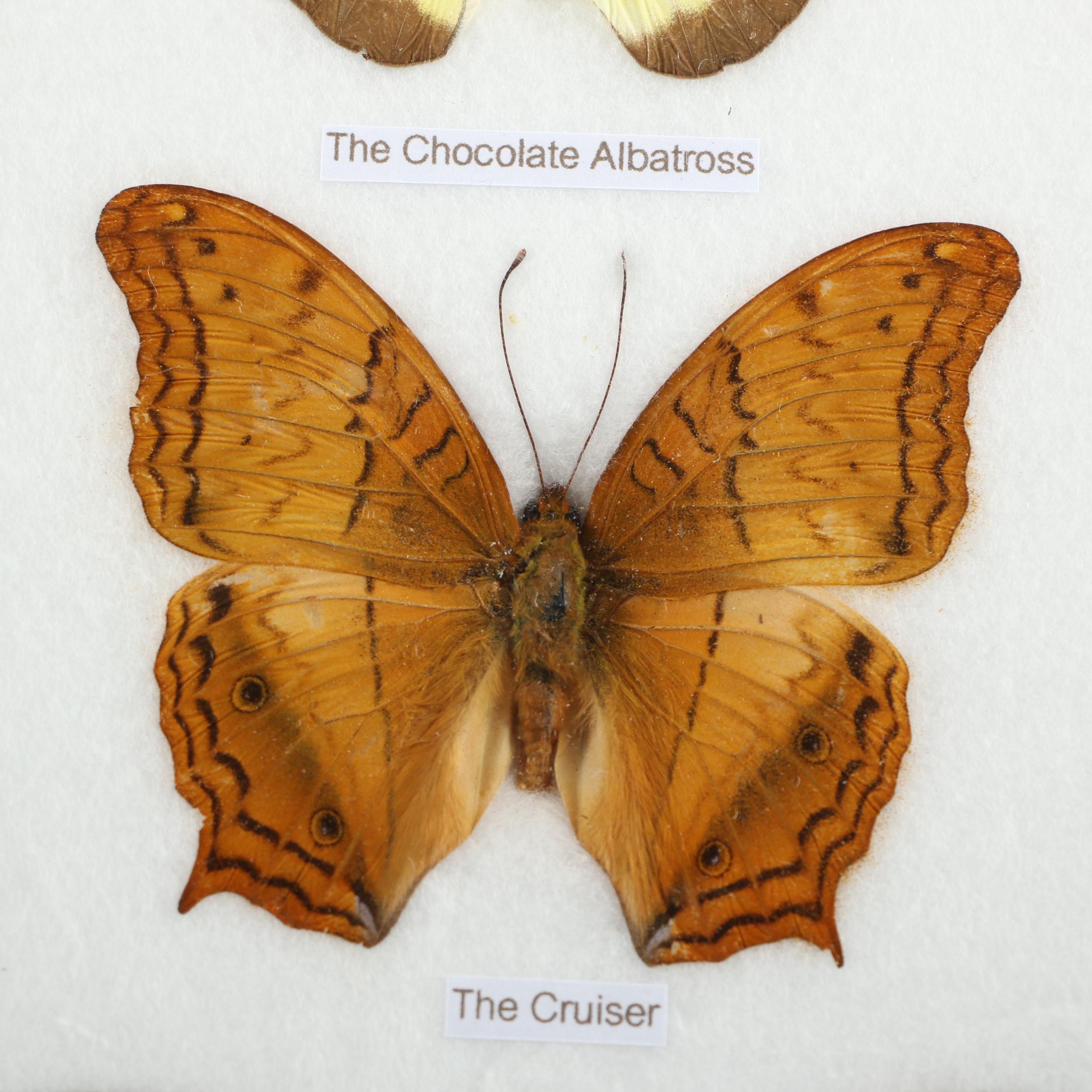 Mounted Asian Butterfly Taxidermy Specimens