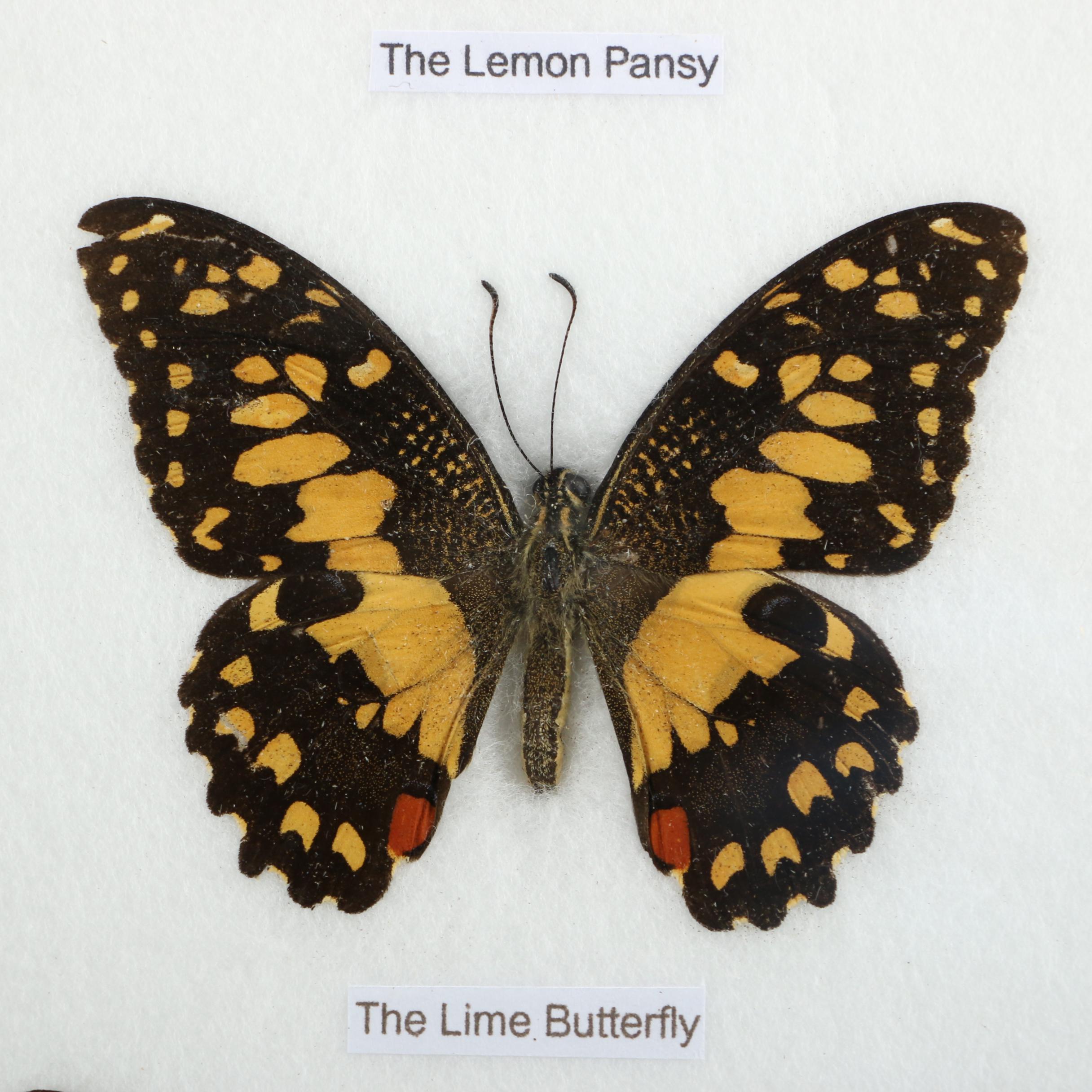 Mounted Asian Butterfly Taxidermy Specimens