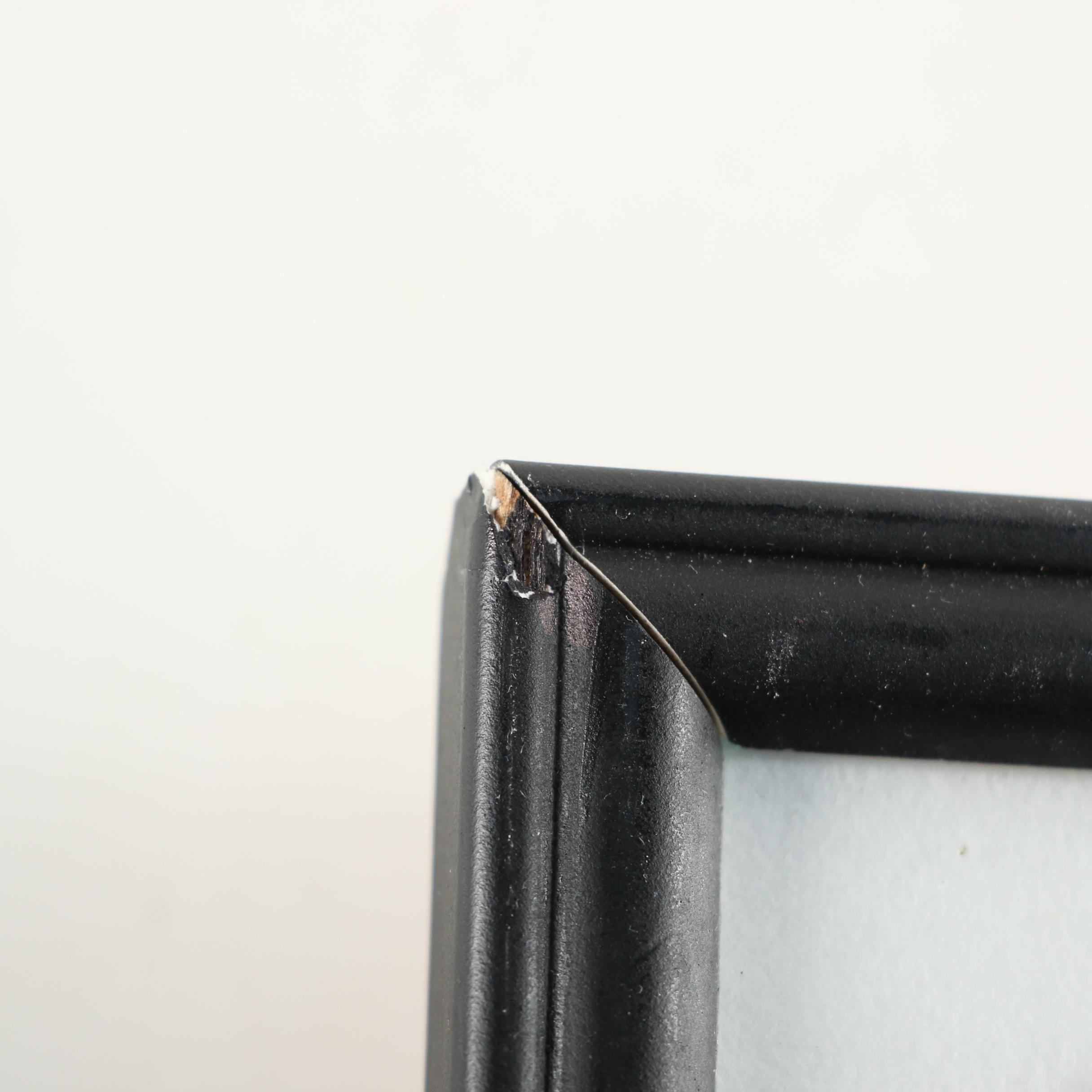 Mounted Asian Butterfly Taxidermy Specimens