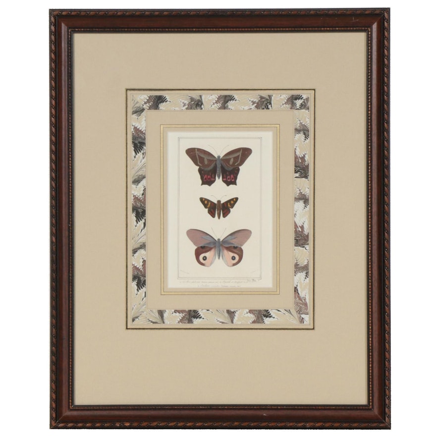 Hand Painted Lepidopterology Lithograph, Late 19th Century