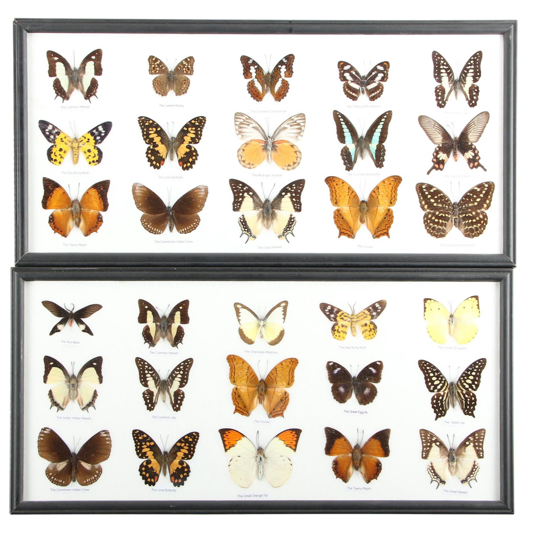 Mounted Asian Butterfly Taxidermy Specimens