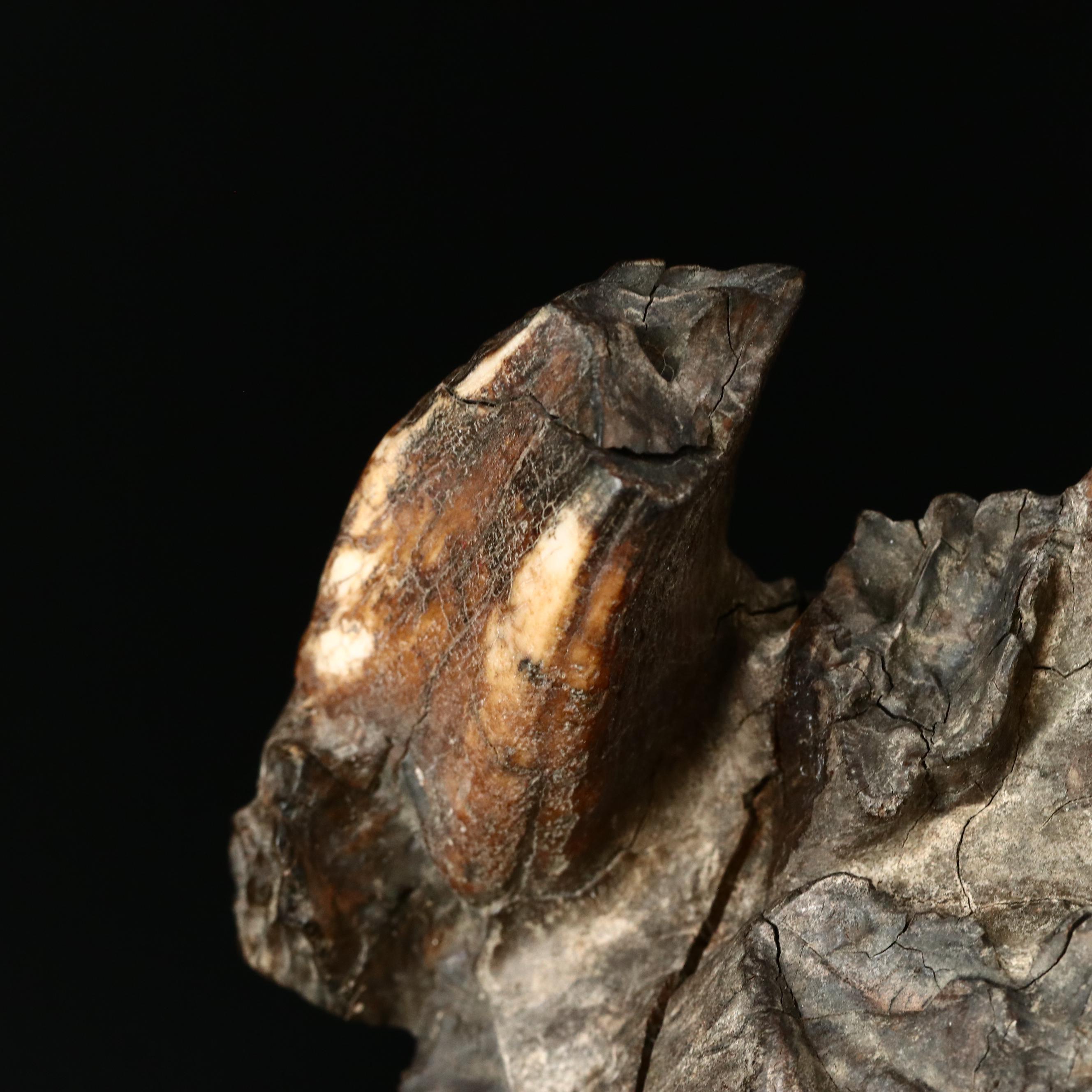 Large Prehistoric Fossilized Mastodon Tooth