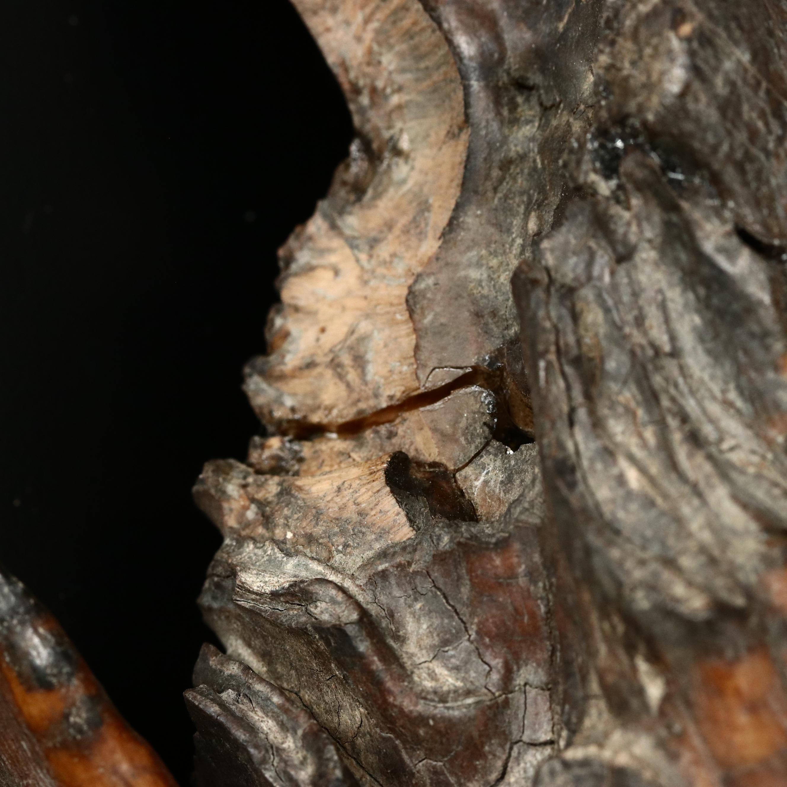 Large Prehistoric Fossilized Mastodon Tooth