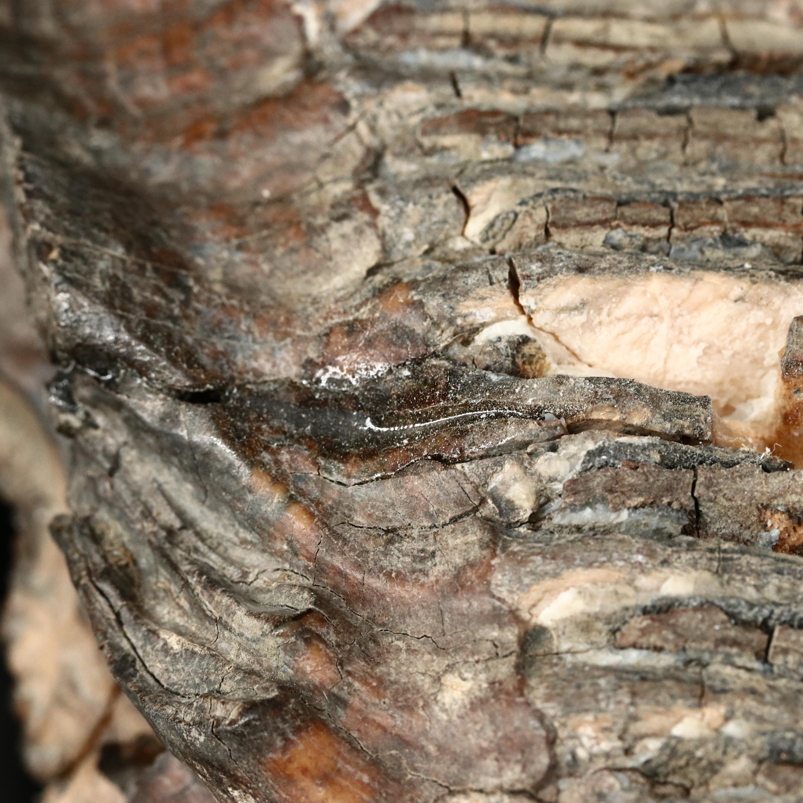 Large Prehistoric Fossilized Mastodon Tooth