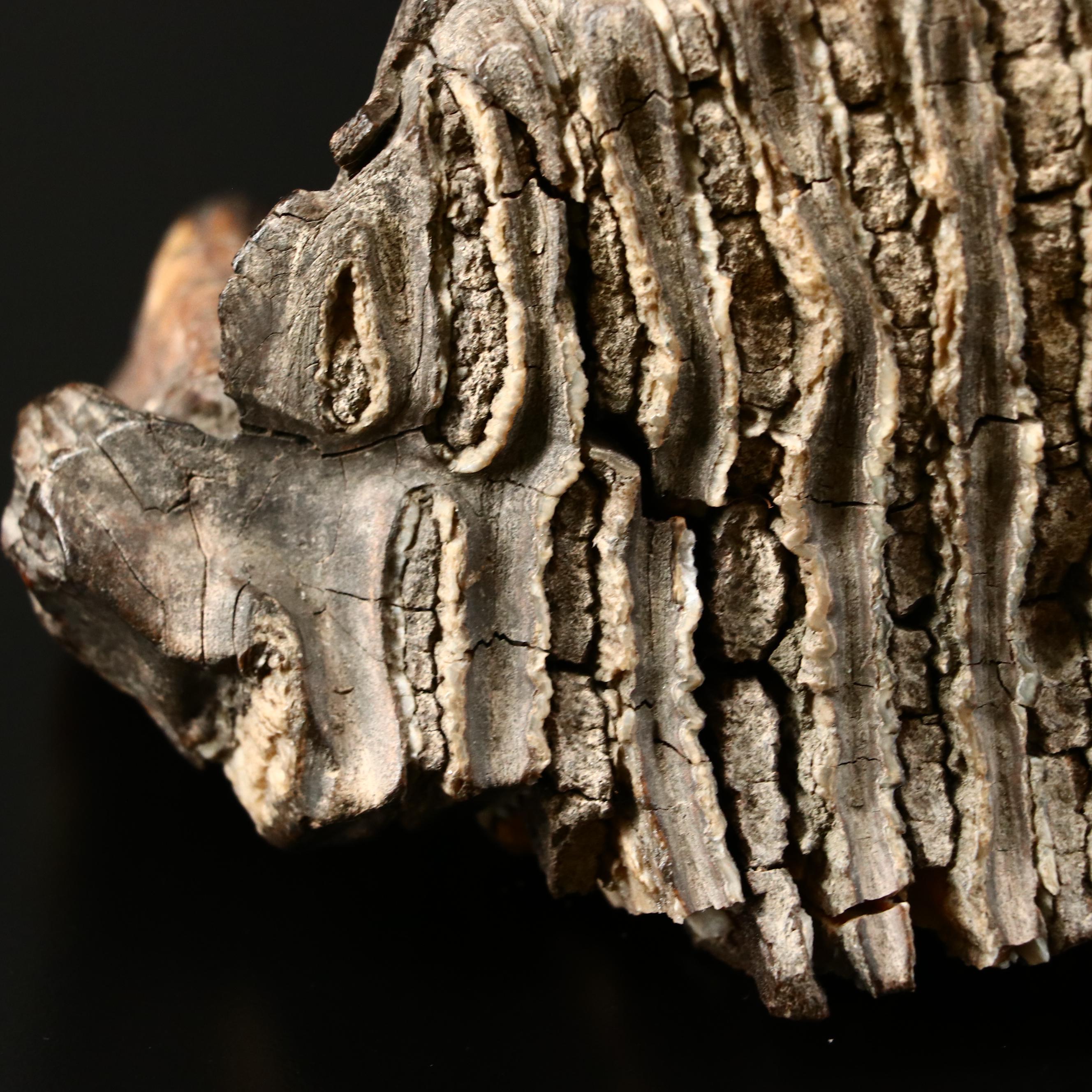 Large Prehistoric Fossilized Mastodon Tooth