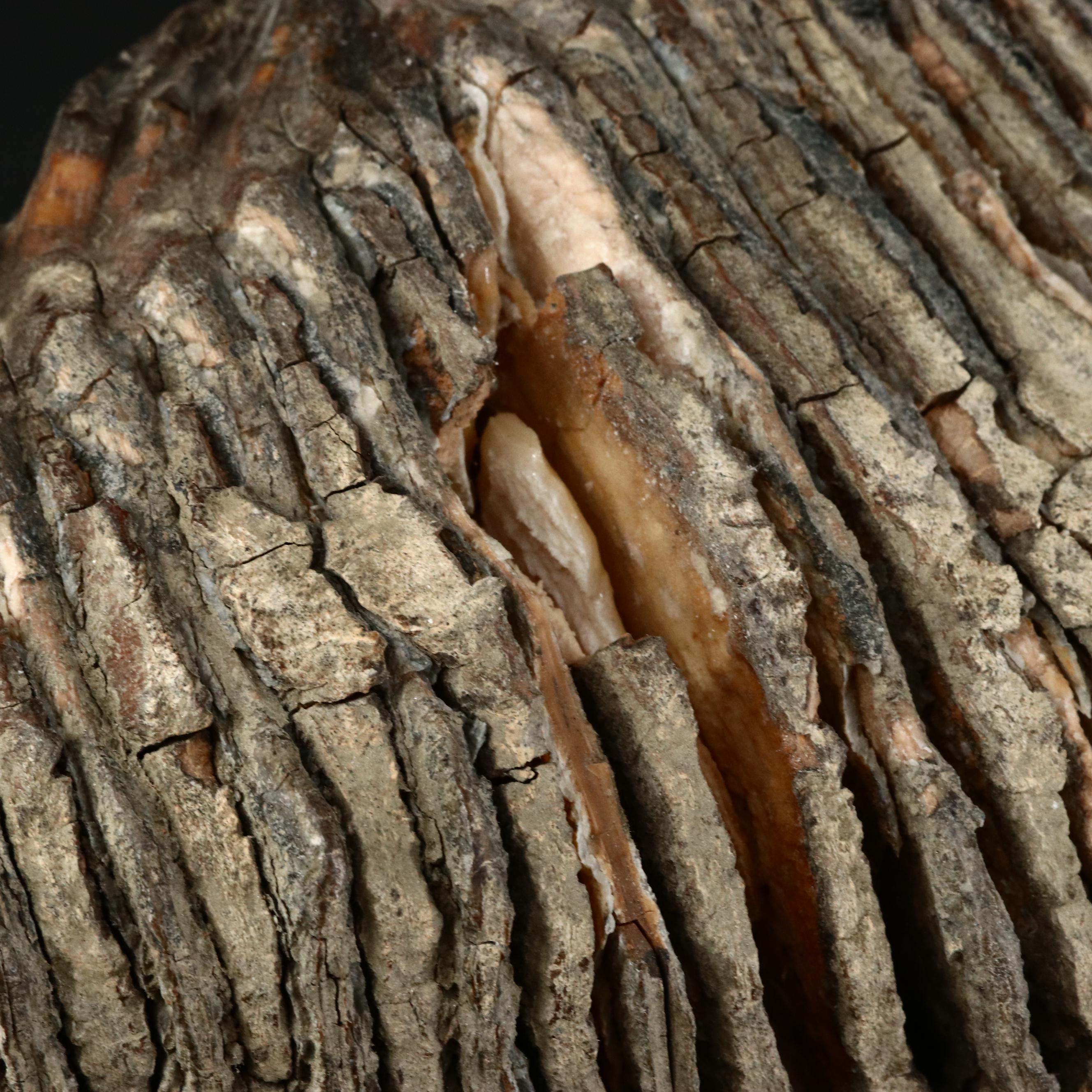 Large Prehistoric Fossilized Mastodon Tooth