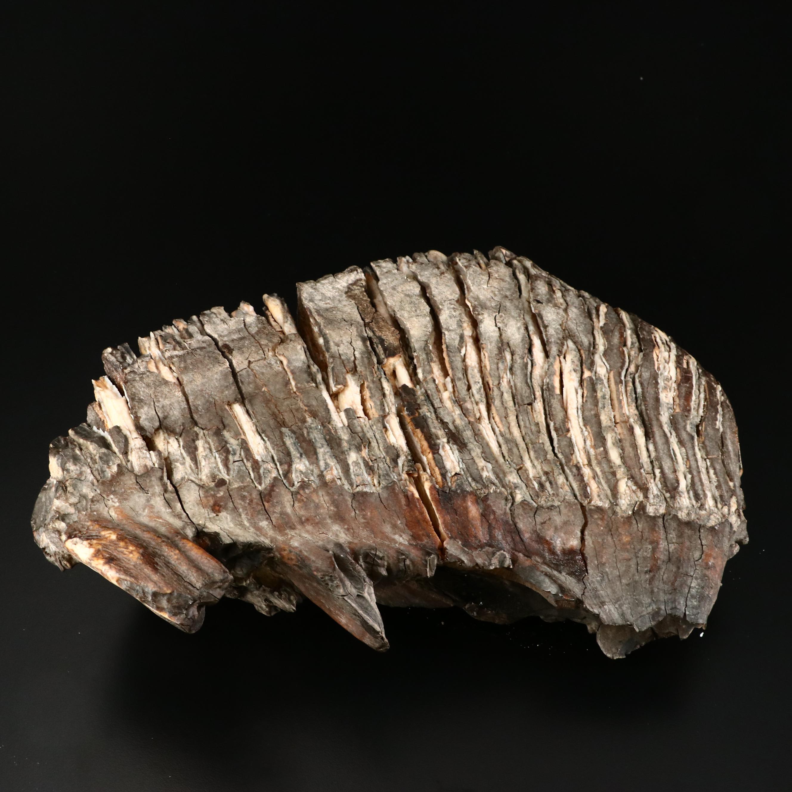 Large Prehistoric Fossilized Mastodon Tooth