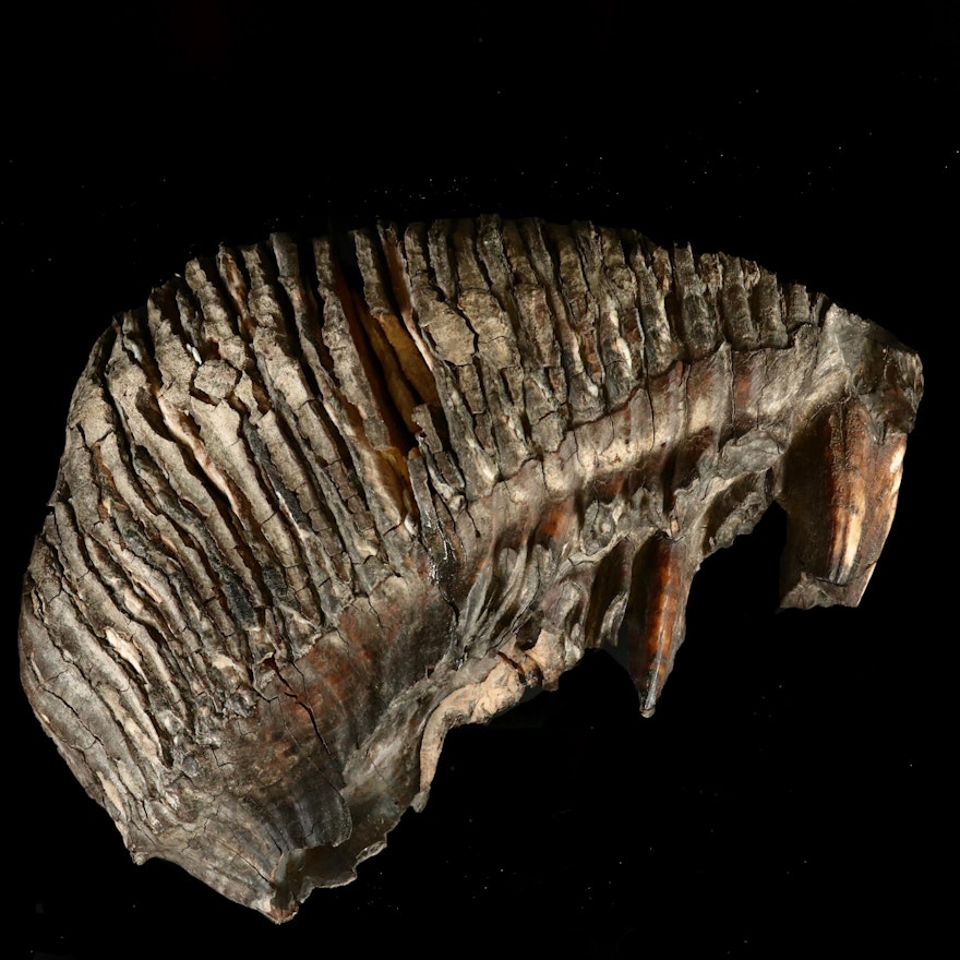 Large Prehistoric Fossilized Mastodon Tooth
