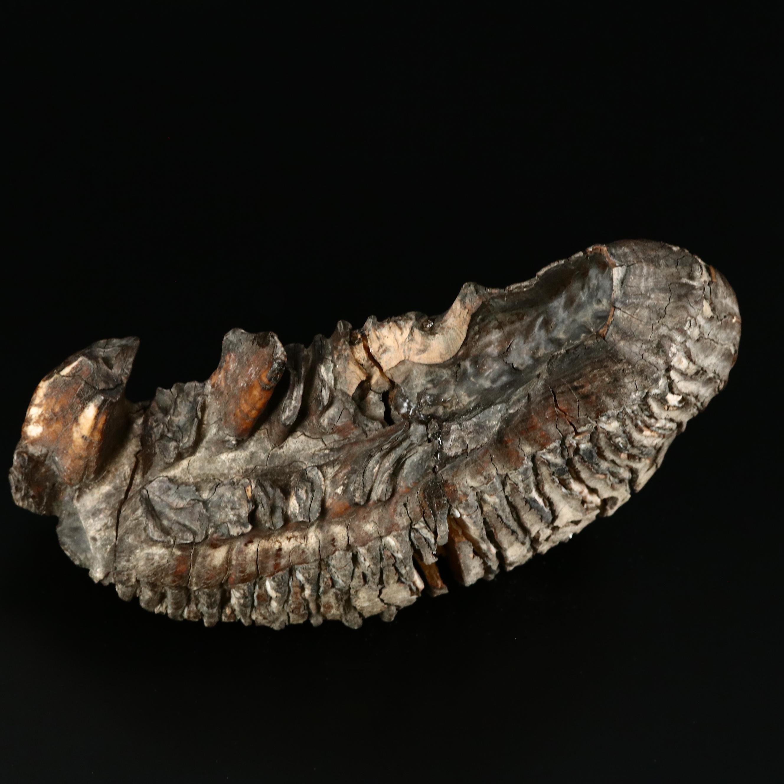 Large Prehistoric Fossilized Mastodon Tooth