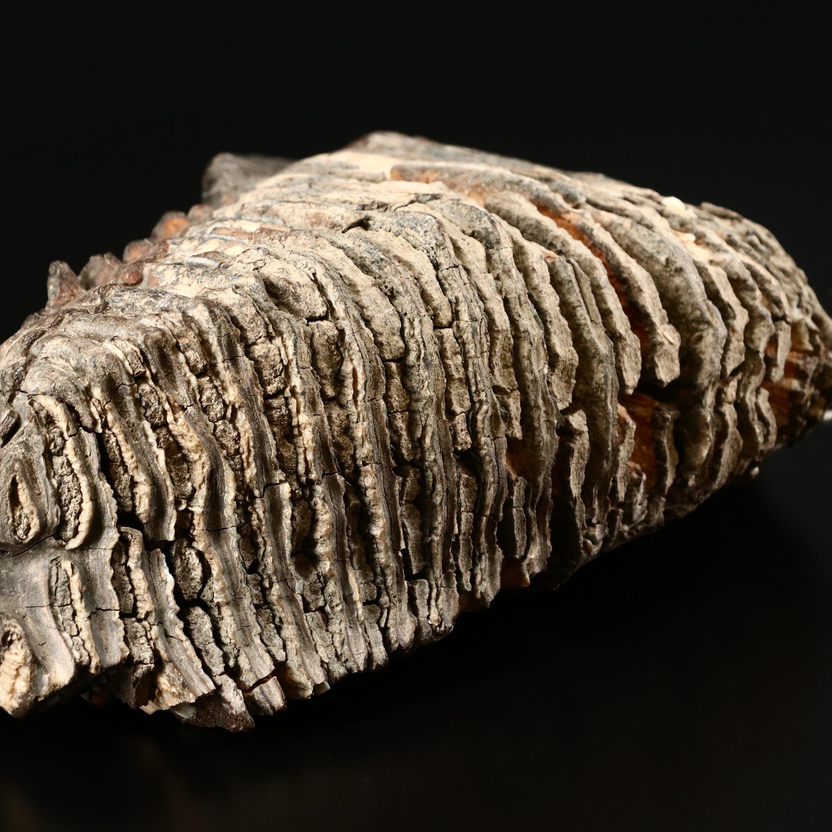 Large Prehistoric Fossilized Mastodon Tooth