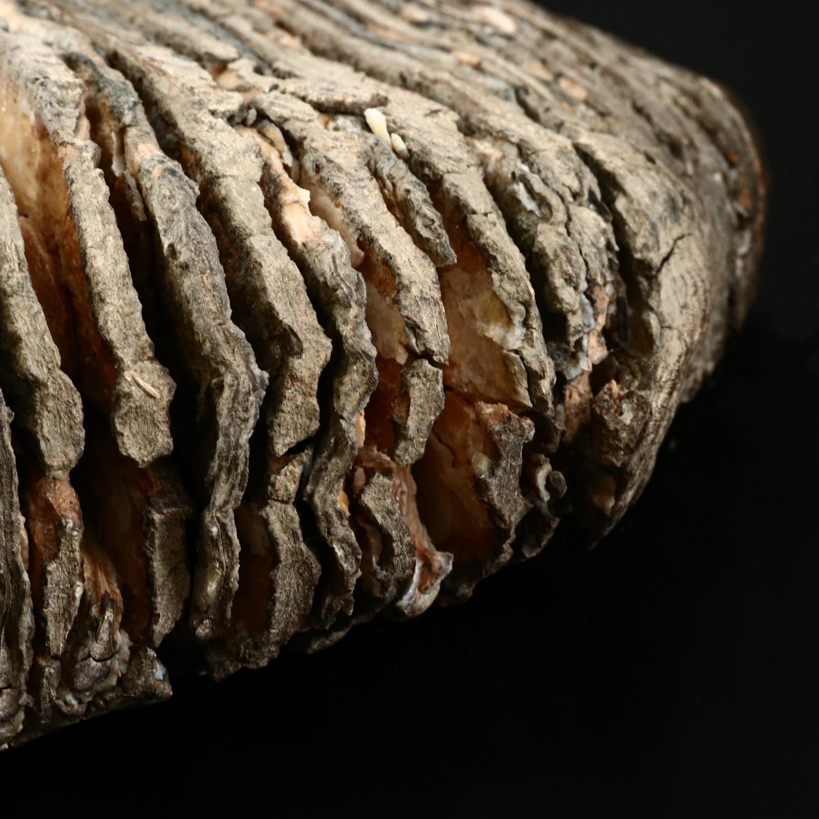 Large Prehistoric Fossilized Mastodon Tooth