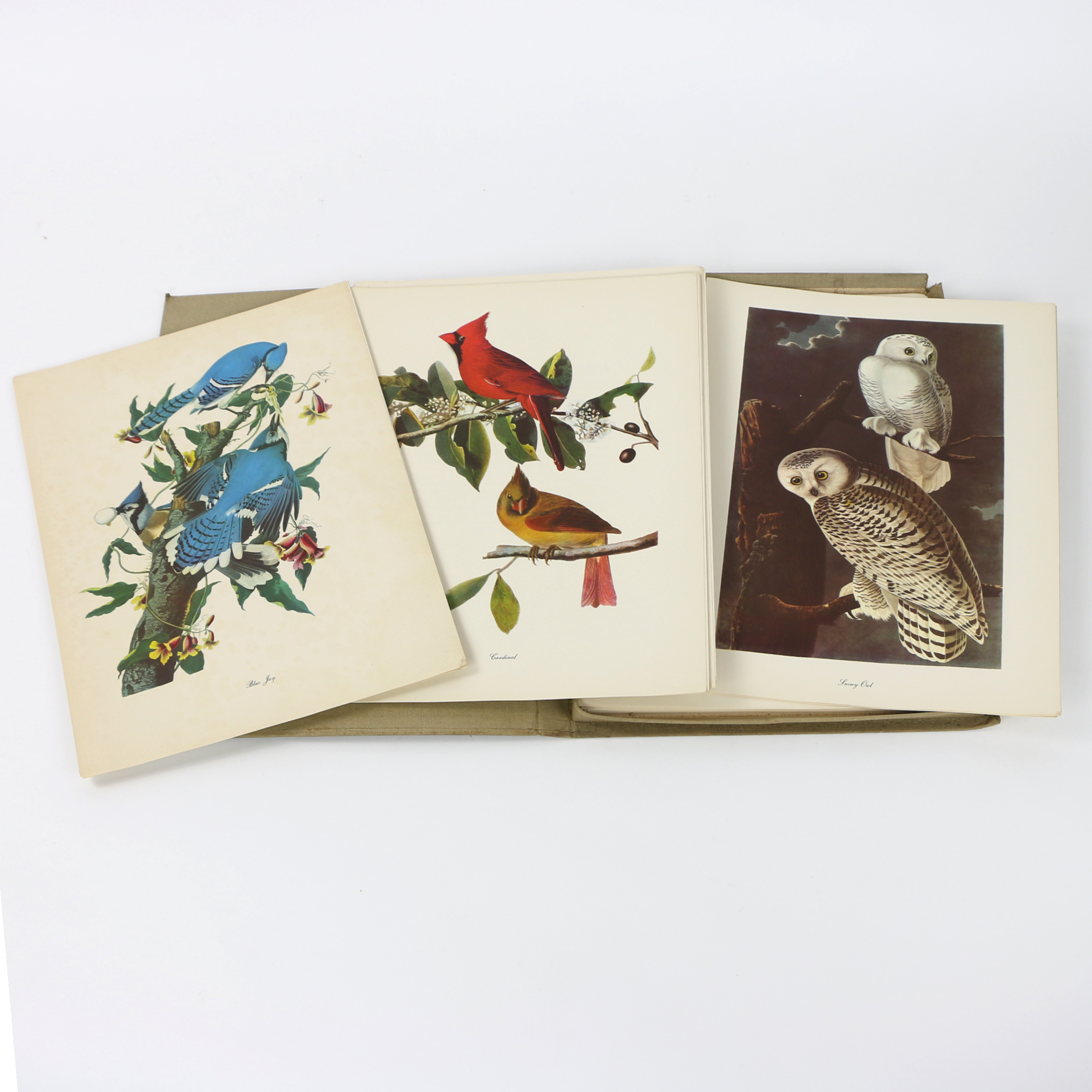 Portfolio of Offset Lithographs "Audubon: Birds of America"