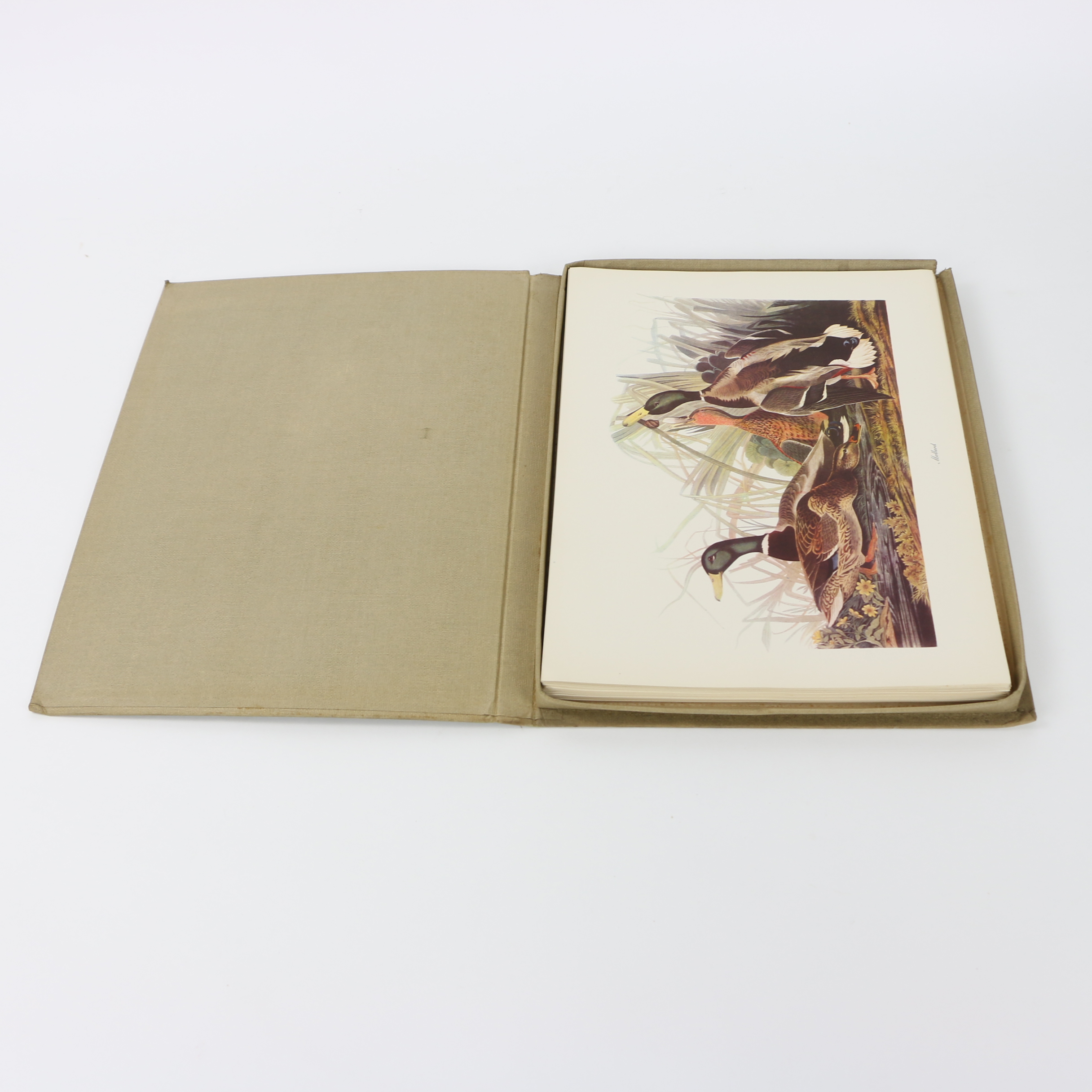 Portfolio of Offset Lithographs "Audubon: Birds of America"
