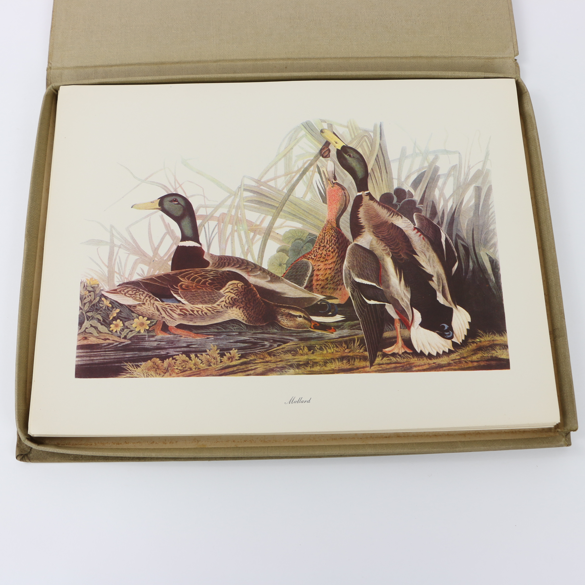 Portfolio of Offset Lithographs "Audubon: Birds of America"