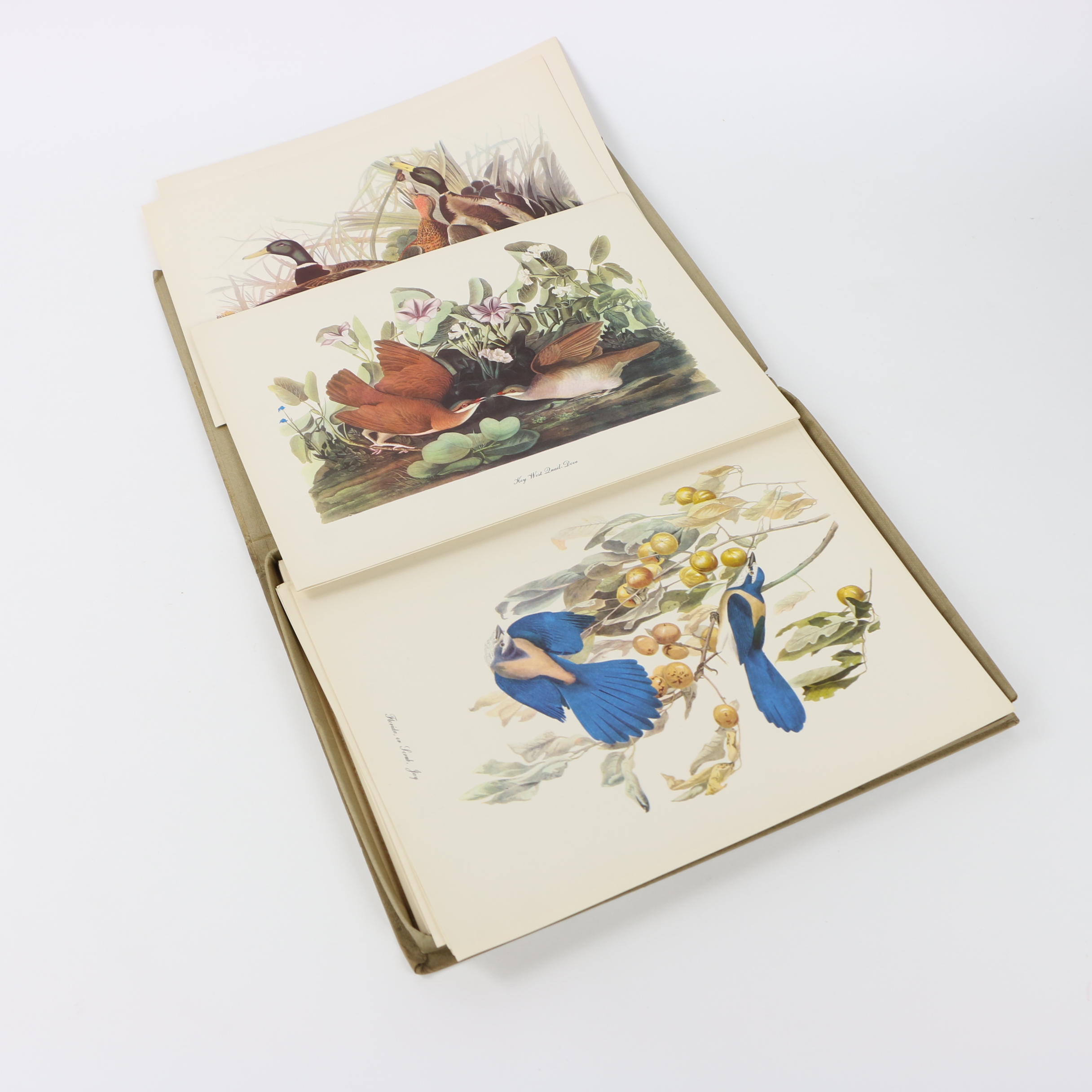 Portfolio of Offset Lithographs "Audubon: Birds of America"