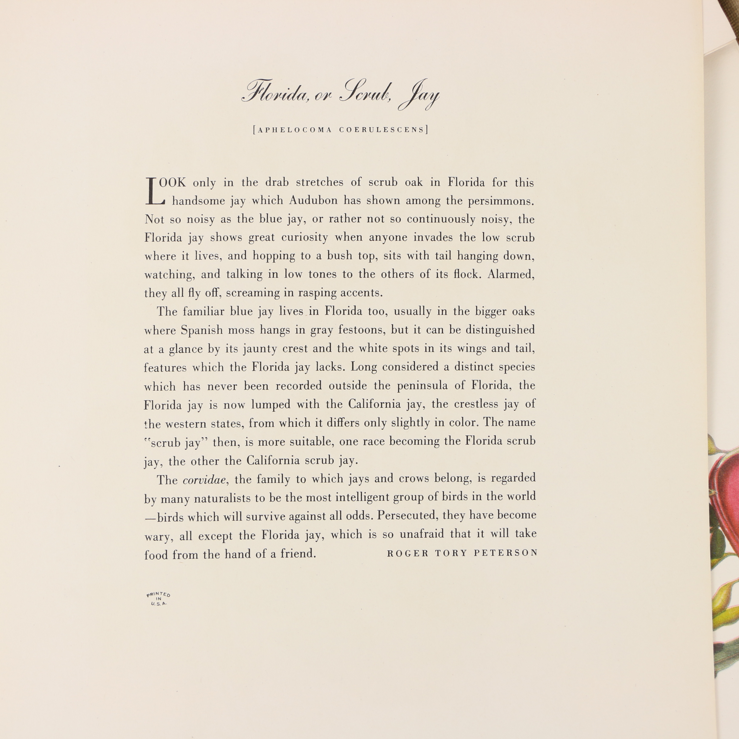 Portfolio of Offset Lithographs "Audubon: Birds of America"