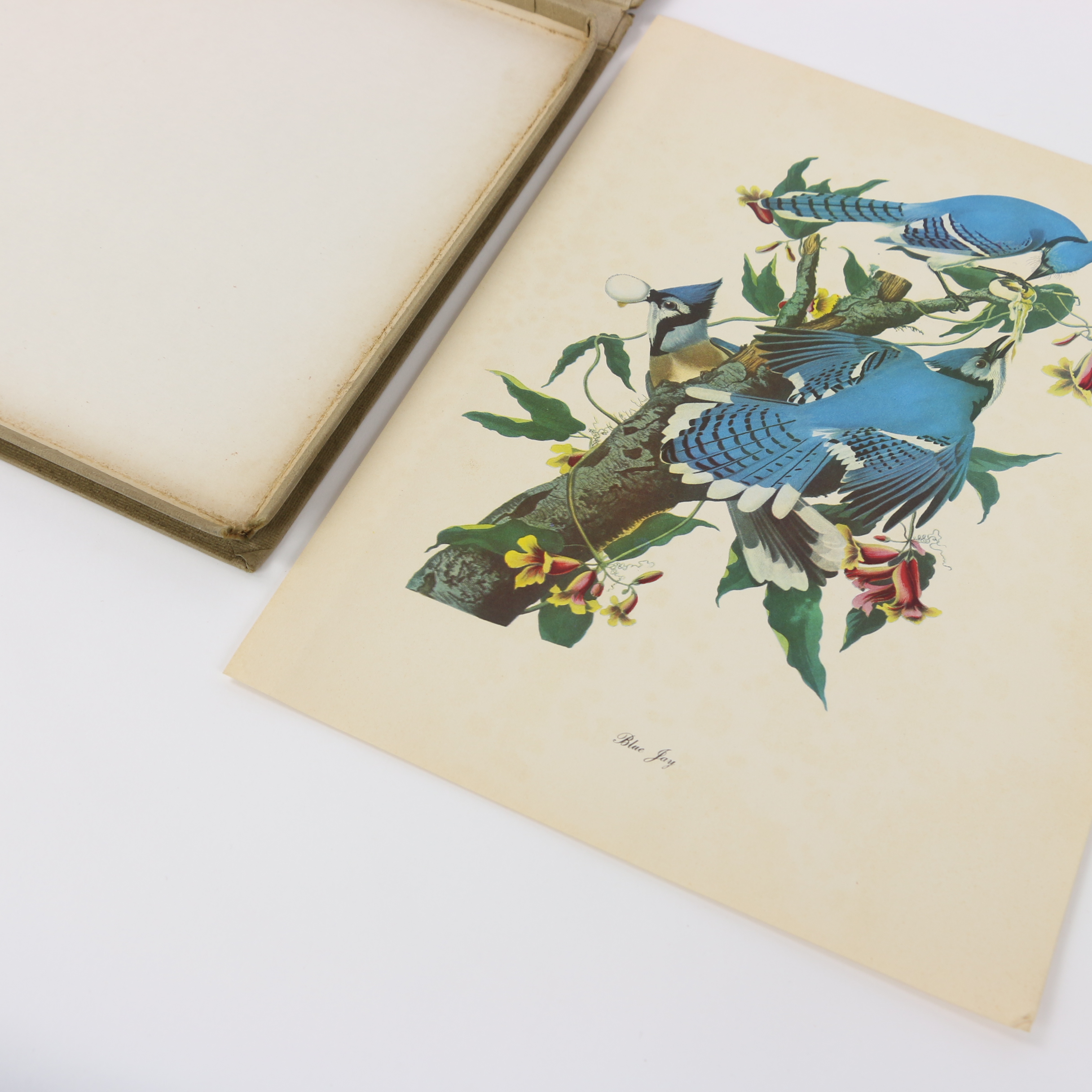 Portfolio of Offset Lithographs "Audubon: Birds of America"
