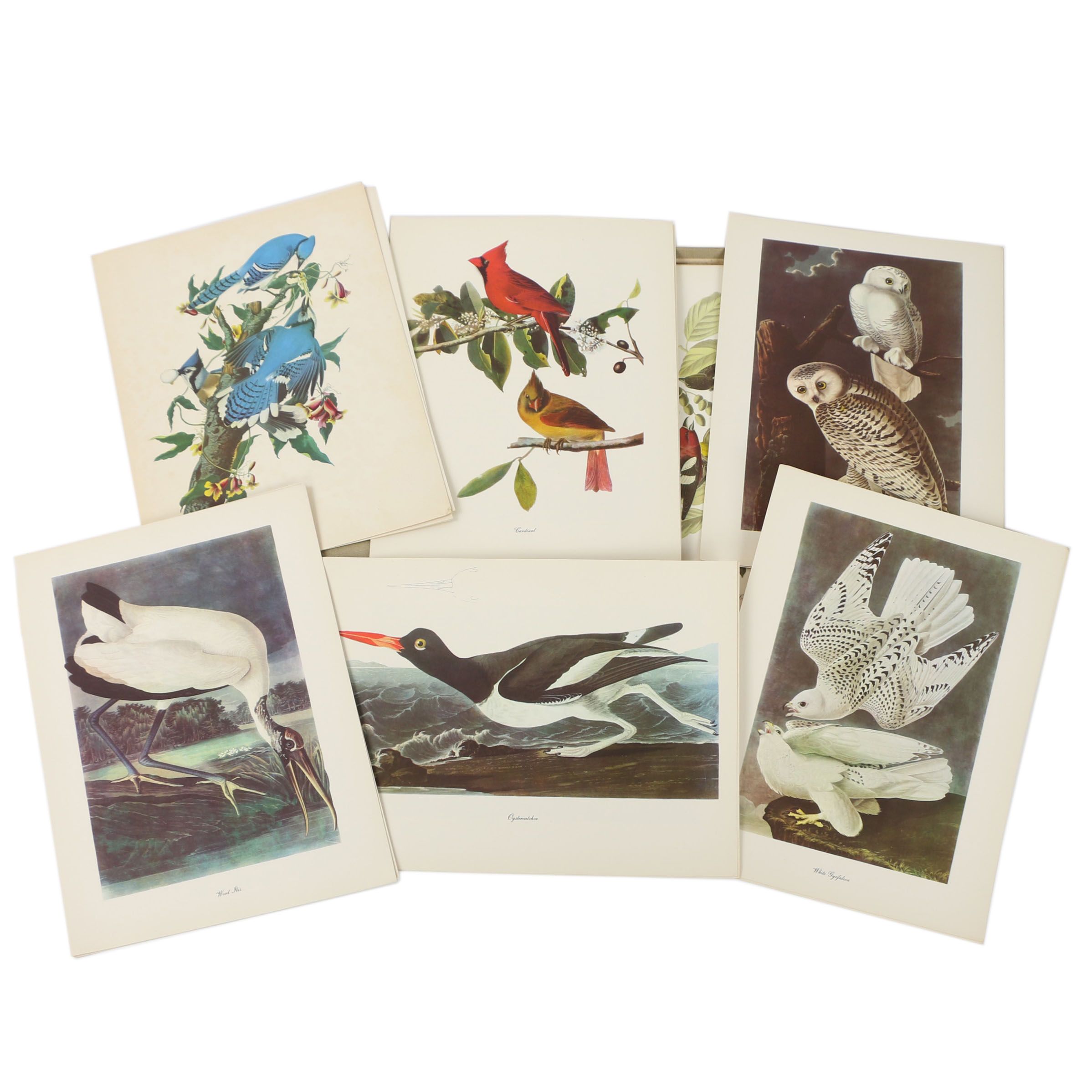 Portfolio of Offset Lithographs "Audubon: Birds of America"