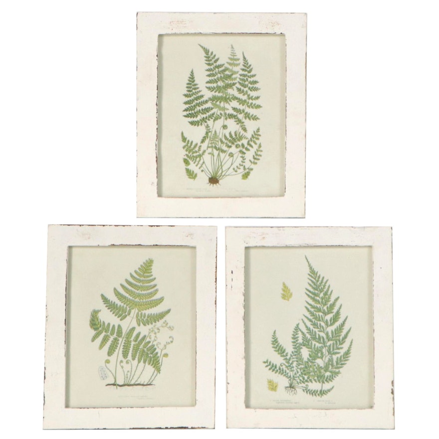 Offset Lithographs after Anne Pratt "Ferns of Great Britain," Late 20th Century