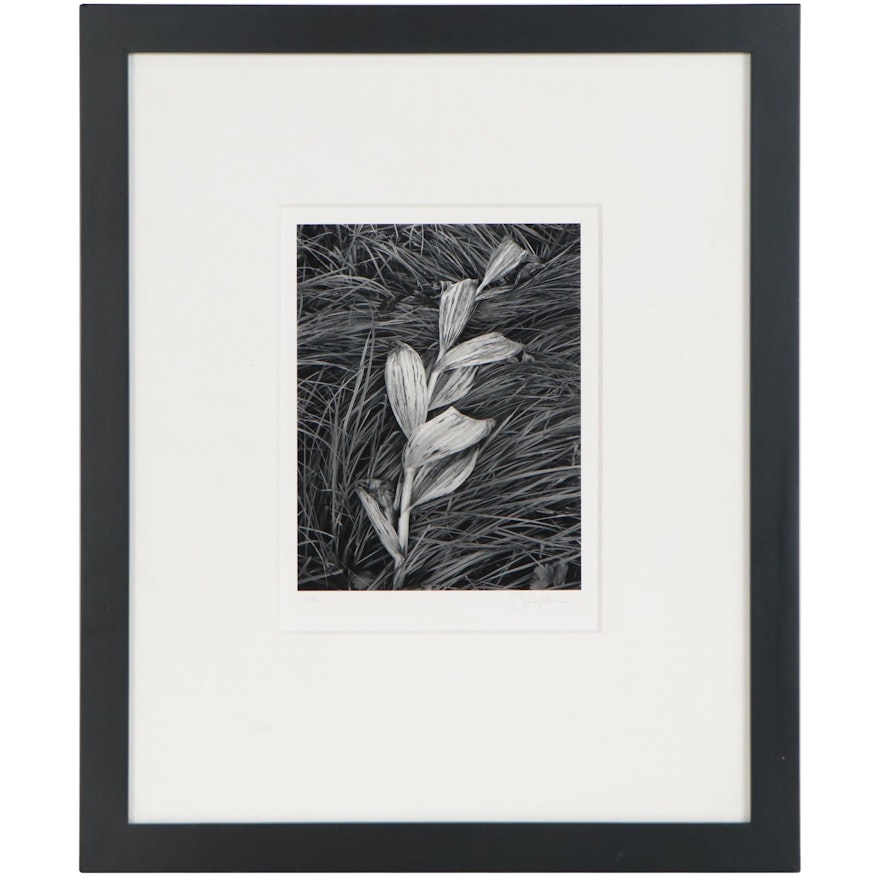 John Sexton Silver Gelatin Photograph "Corn Lily and Grasses", 1996