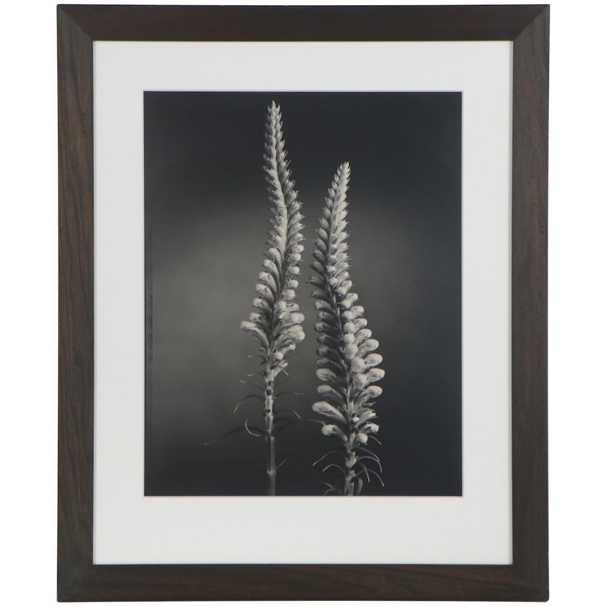 Tom Baril Silver Gelatin Photograph "False Dragonhead," 1998