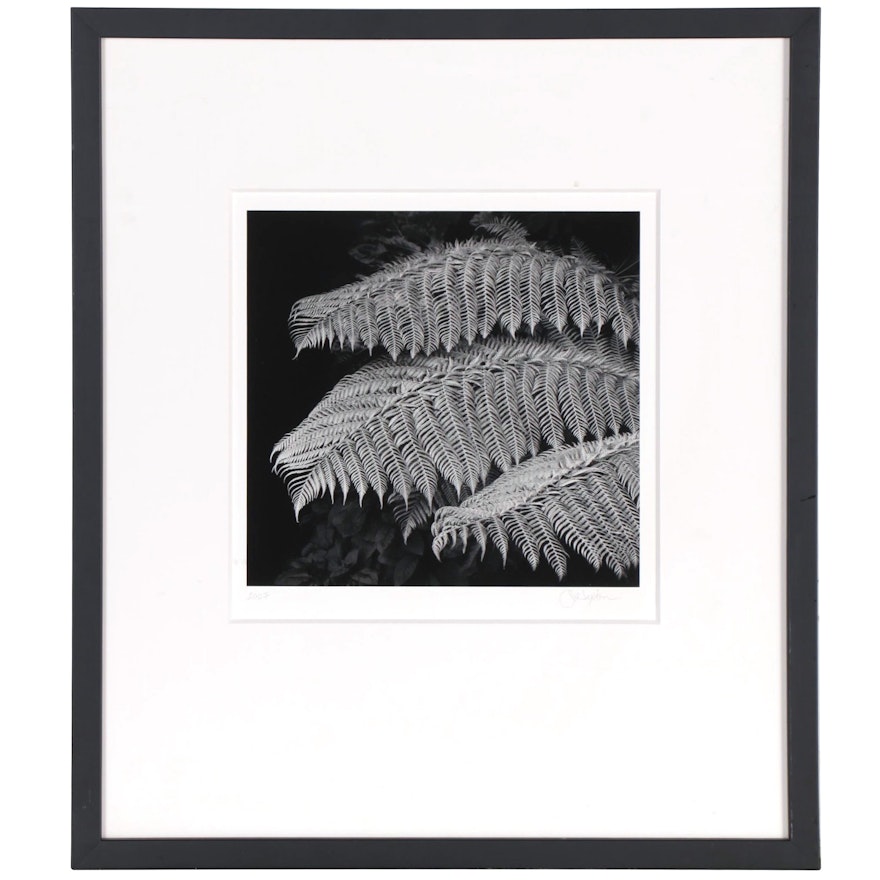 John Sexton Silver Gelatin Photograph "Tree Ferns", 2007