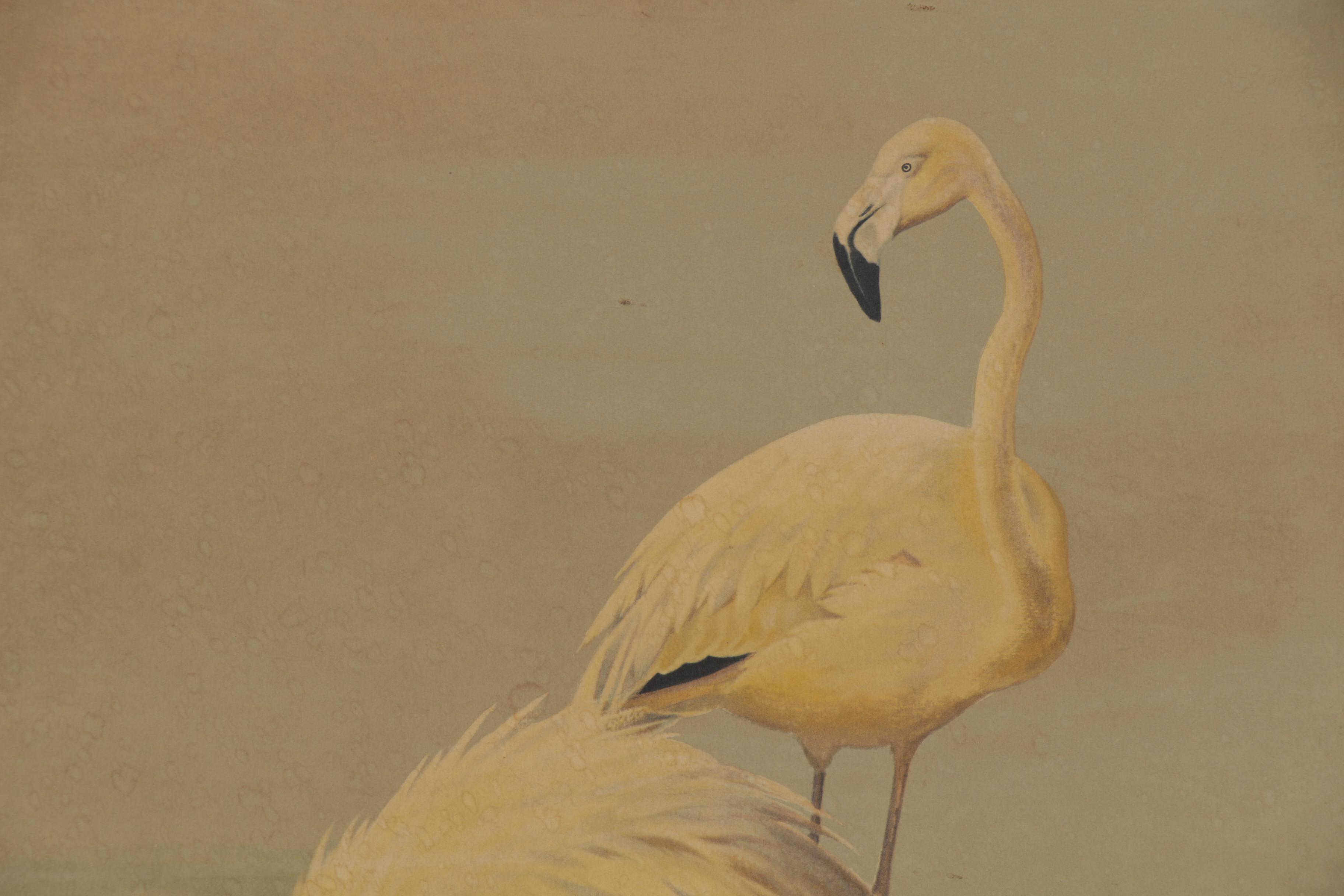 Offset Lithograph after Roger Tory Peterson "Flamingos No. 71"