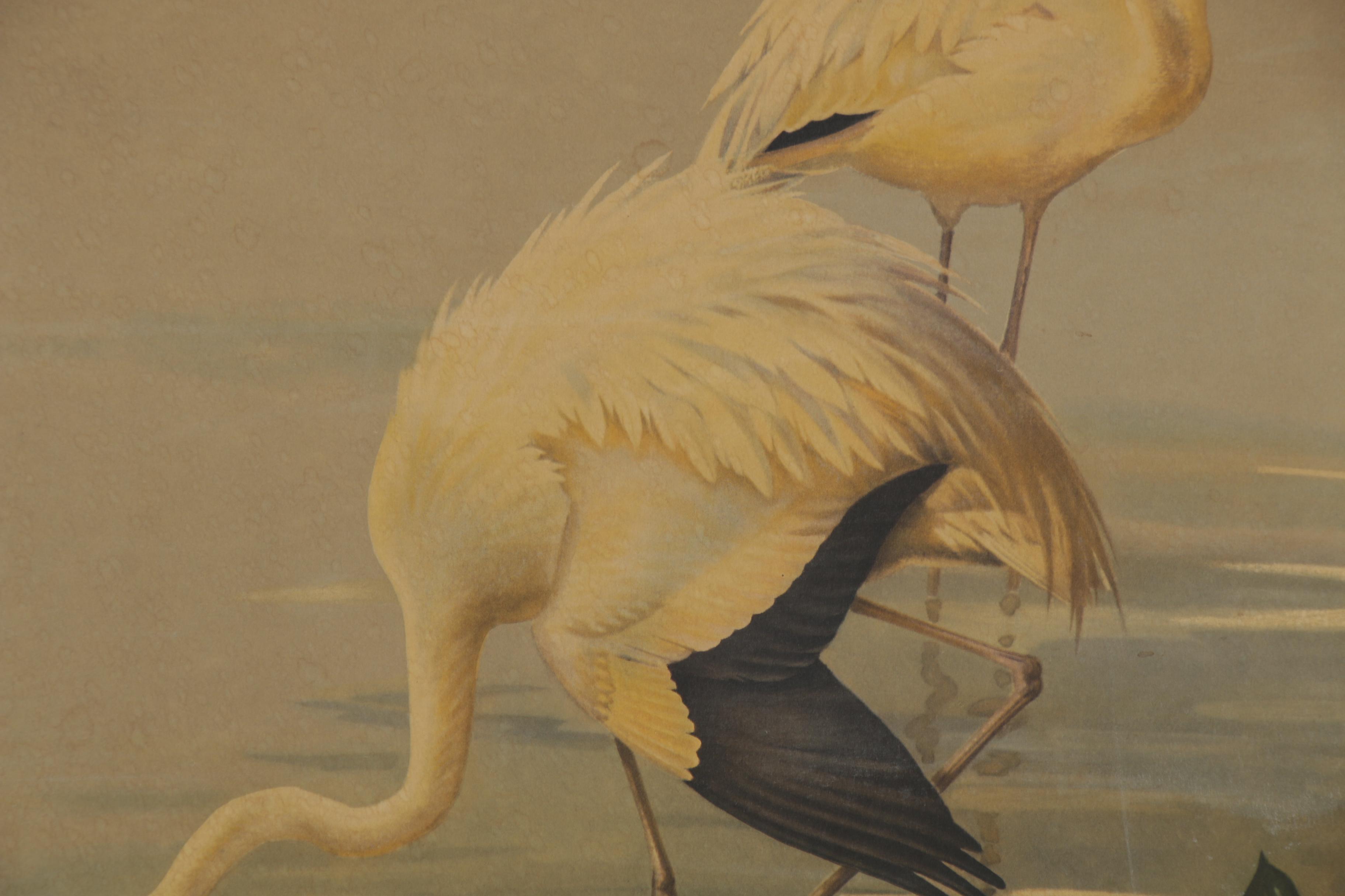 Offset Lithograph after Roger Tory Peterson "Flamingos No. 71"