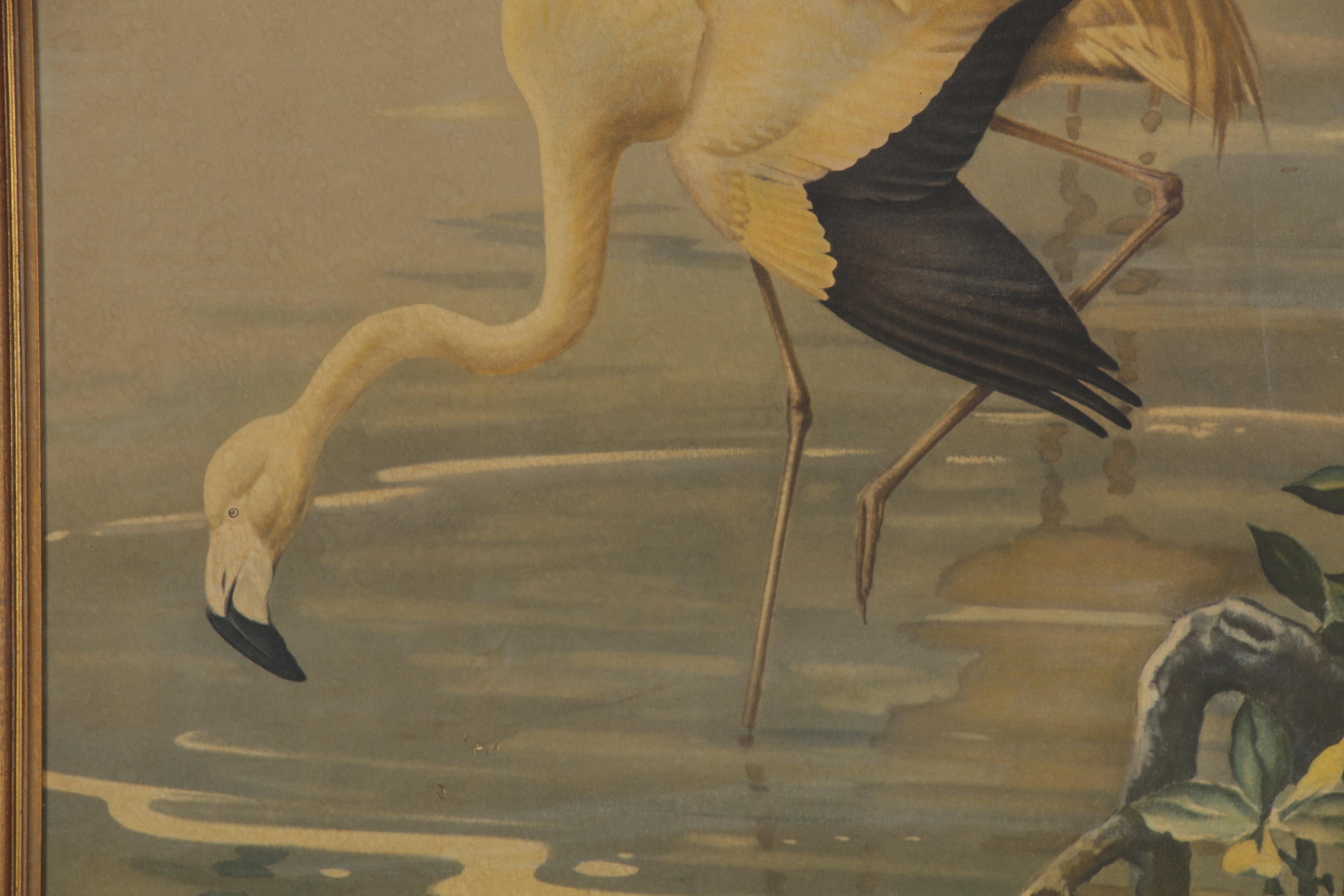 Offset Lithograph after Roger Tory Peterson "Flamingos No. 71"