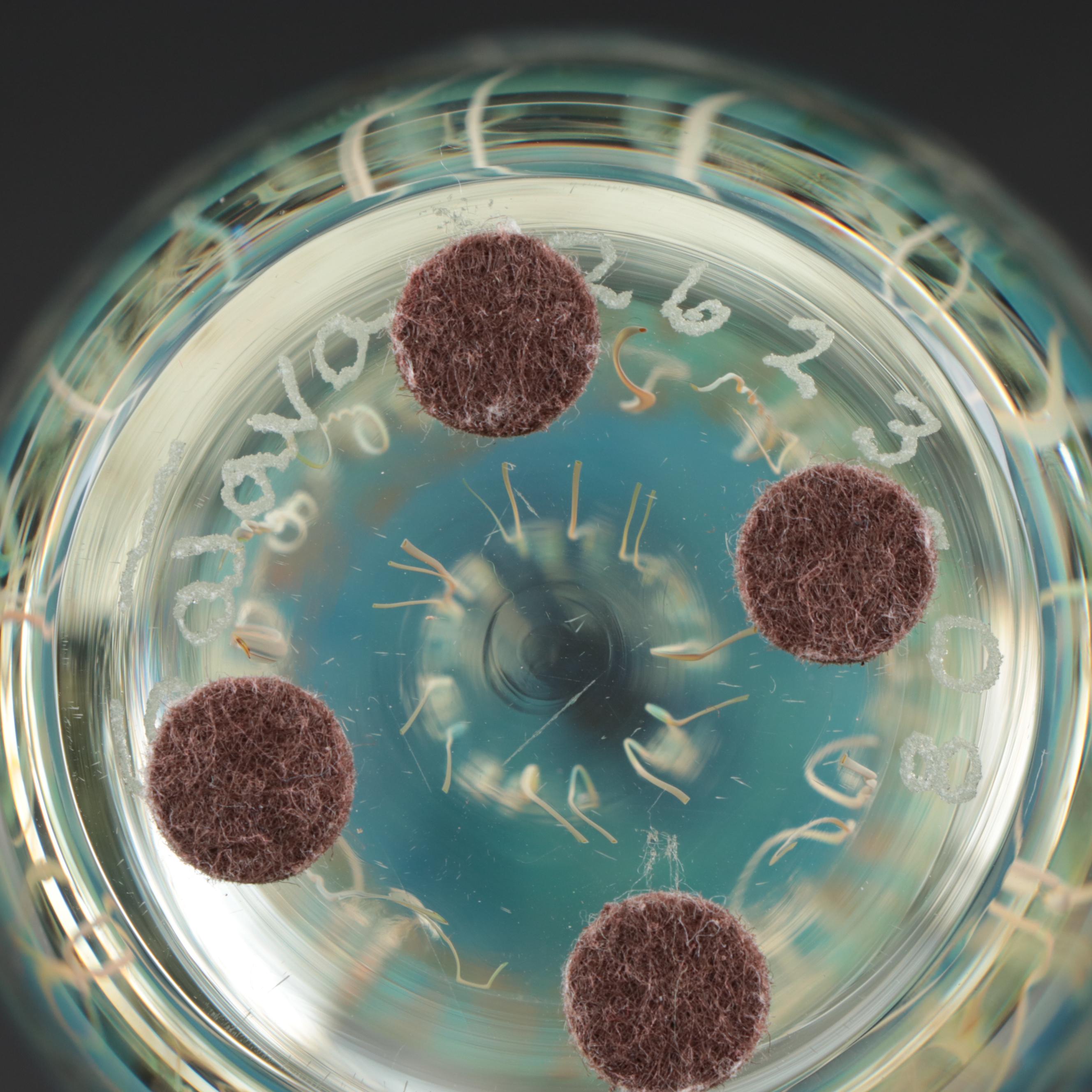 Satava "Moon" Art Glass Jellyfish Paperweight