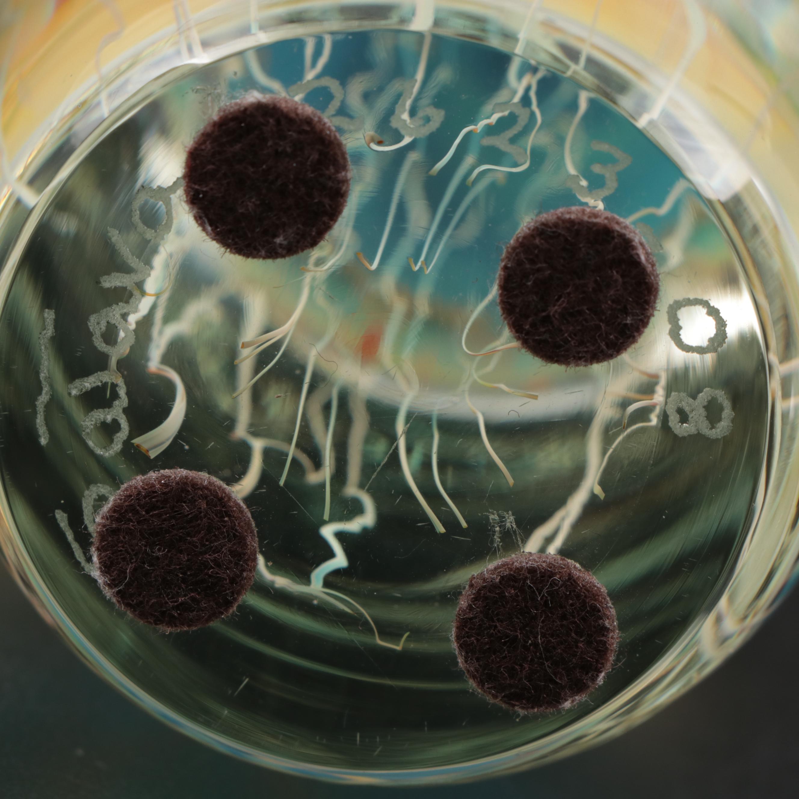 Satava "Moon" Art Glass Jellyfish Paperweight