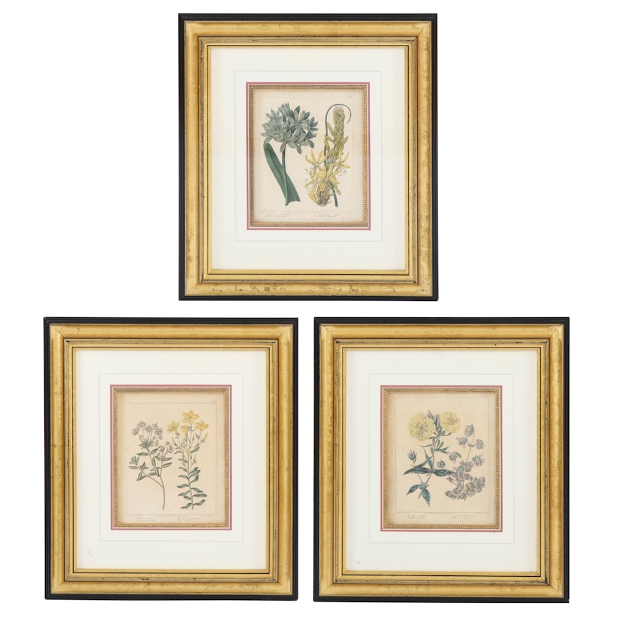 Hand-Colored Botanical Engravings after Syd Edwards