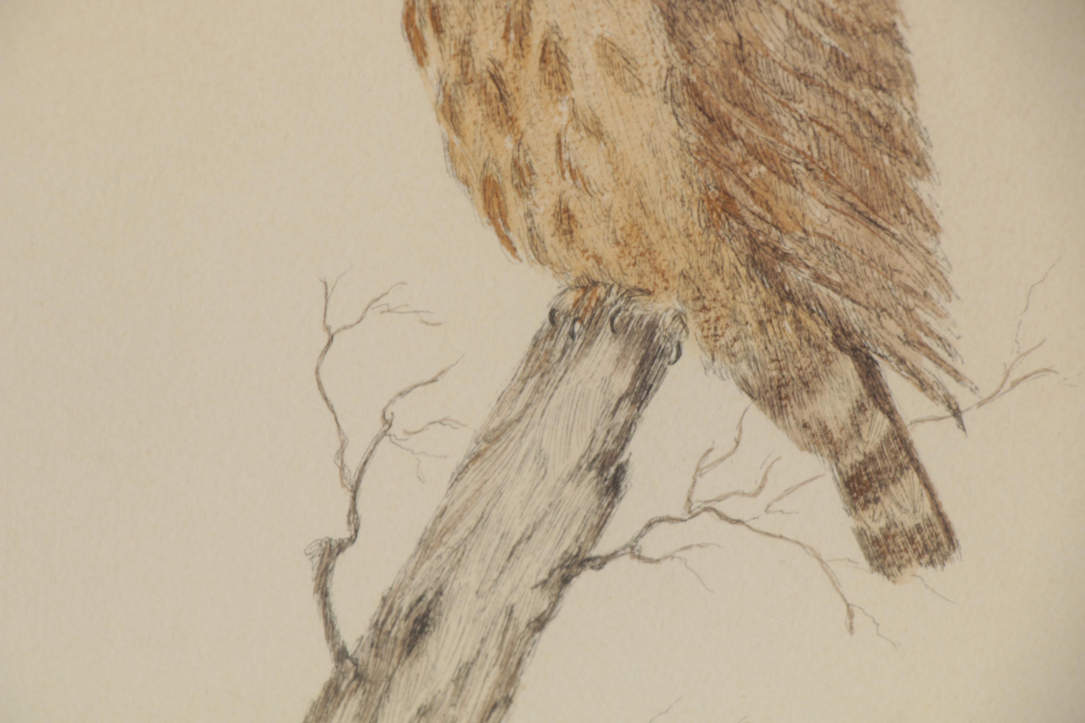 Diana Hendrix Ink and Watercolor Drawing of Owl, 1973