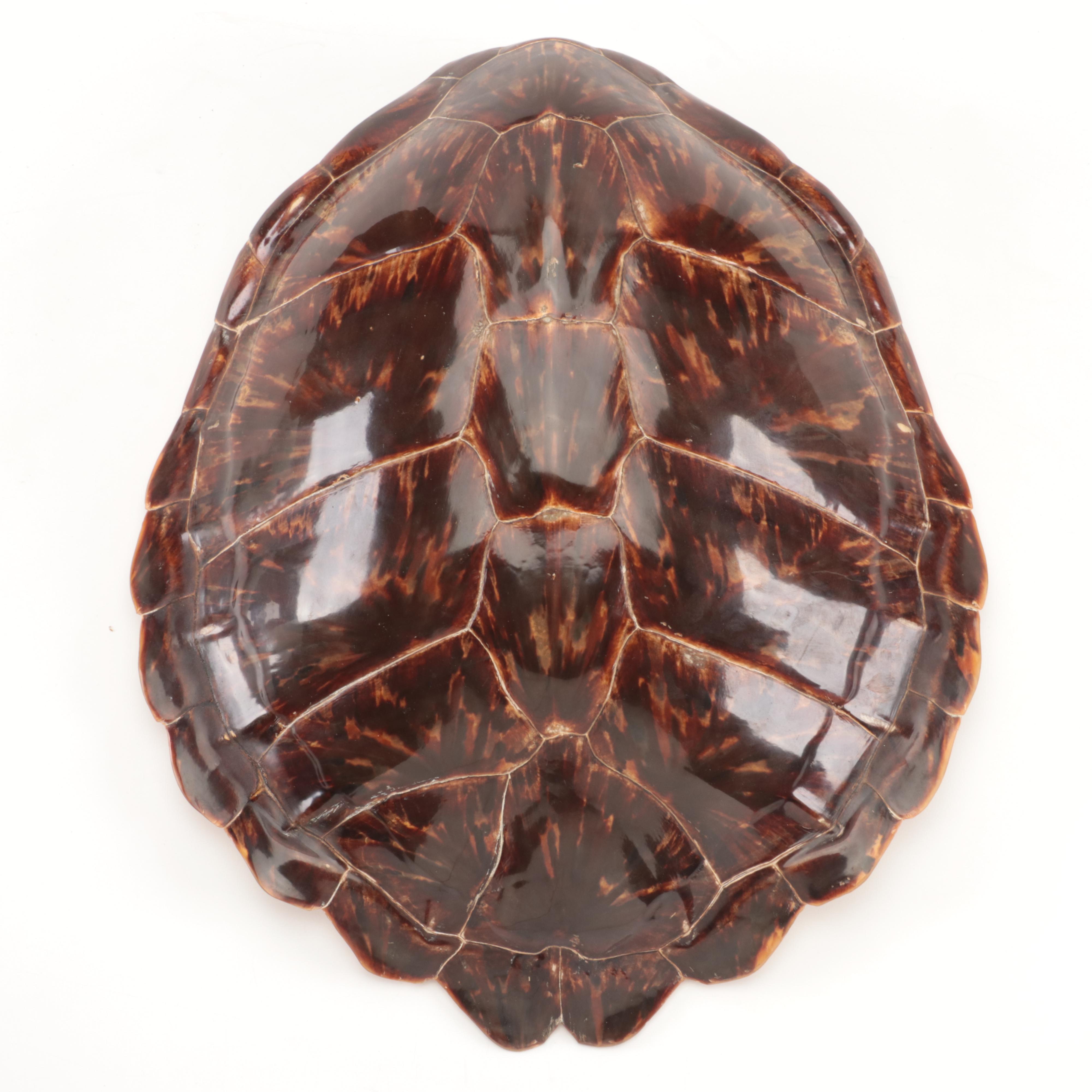 Hawksbill Sea Turtle Shell, Early 20th Century