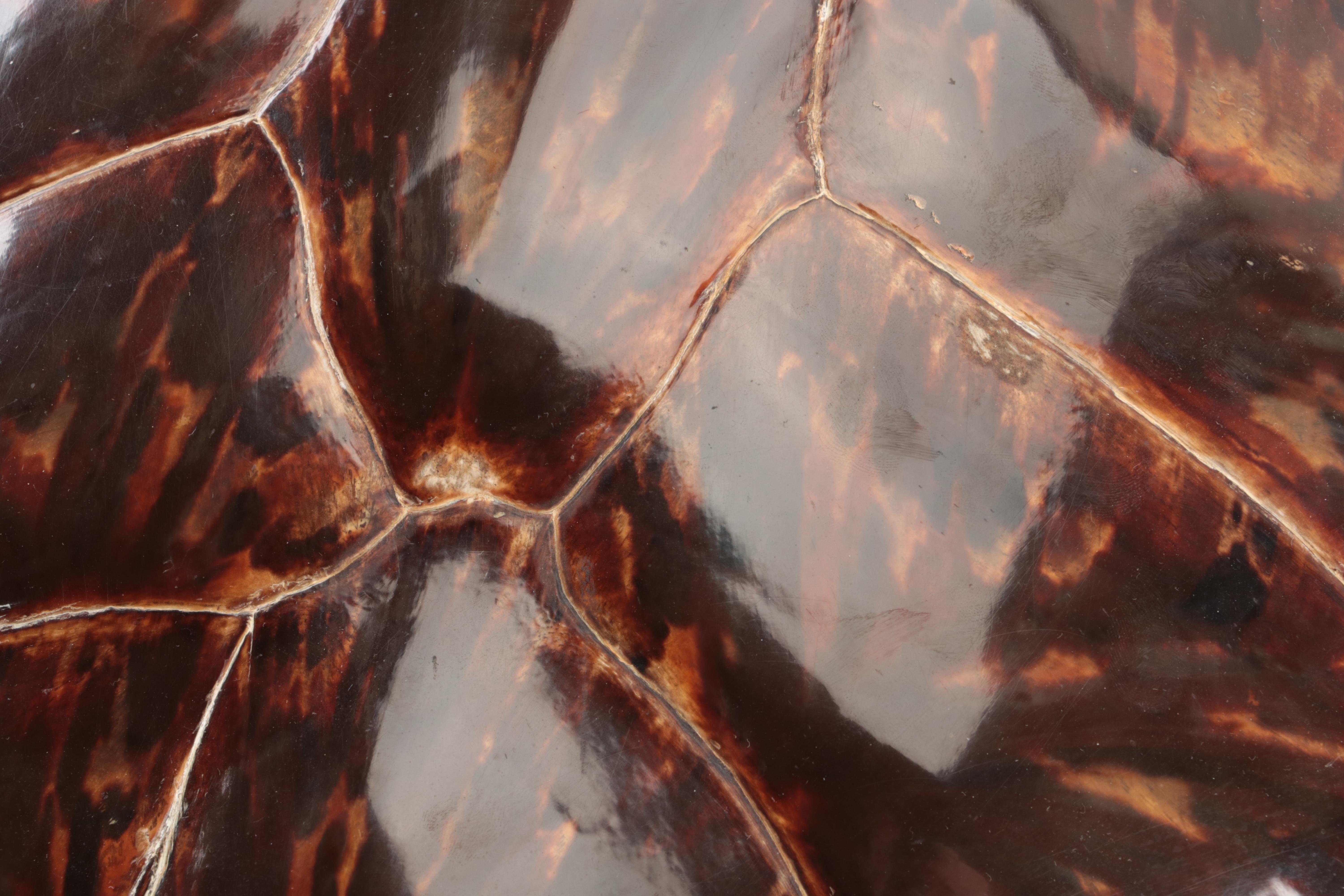 Hawksbill Sea Turtle Shell, Early 20th Century