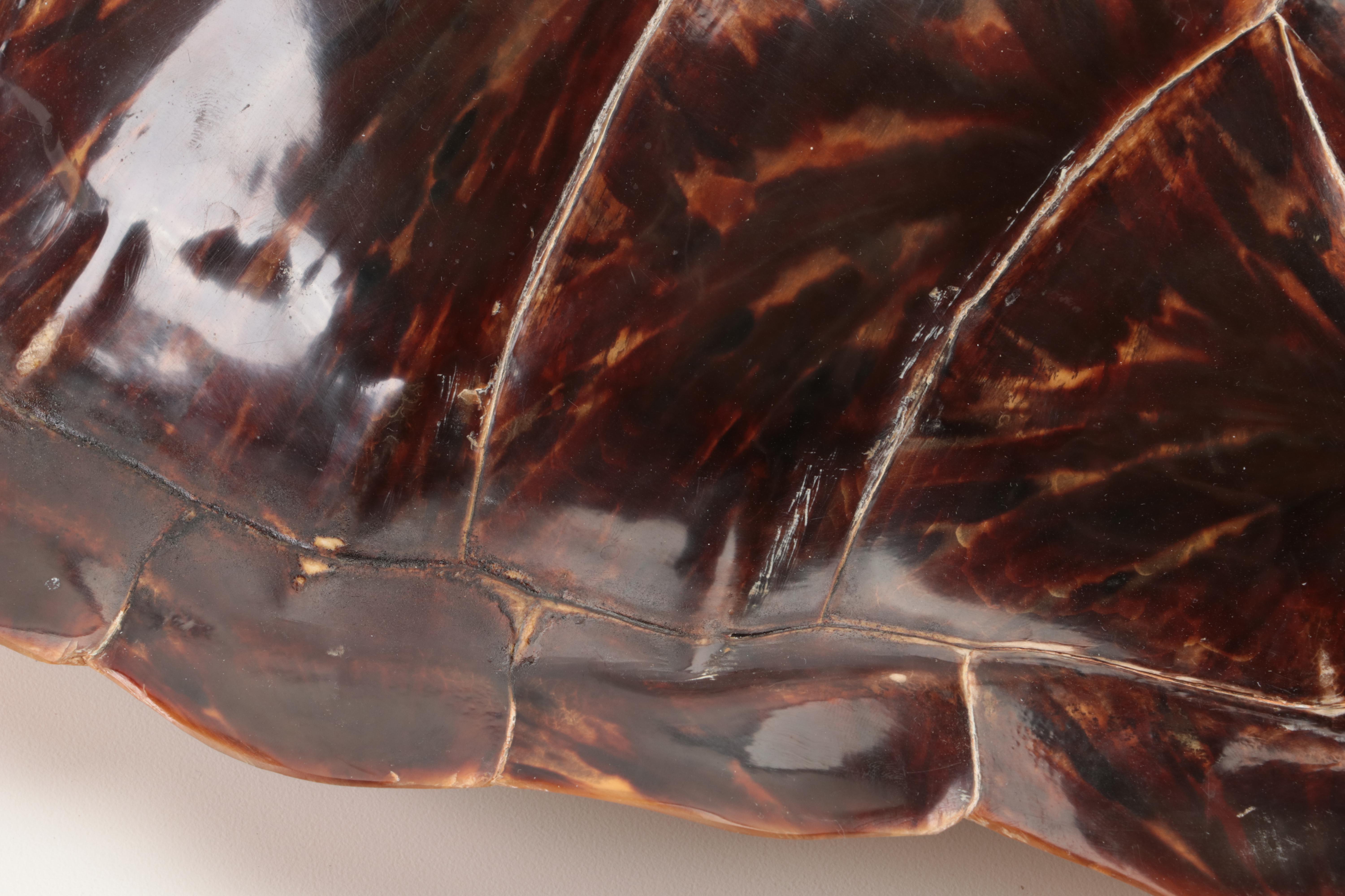 Hawksbill Sea Turtle Shell, Early 20th Century