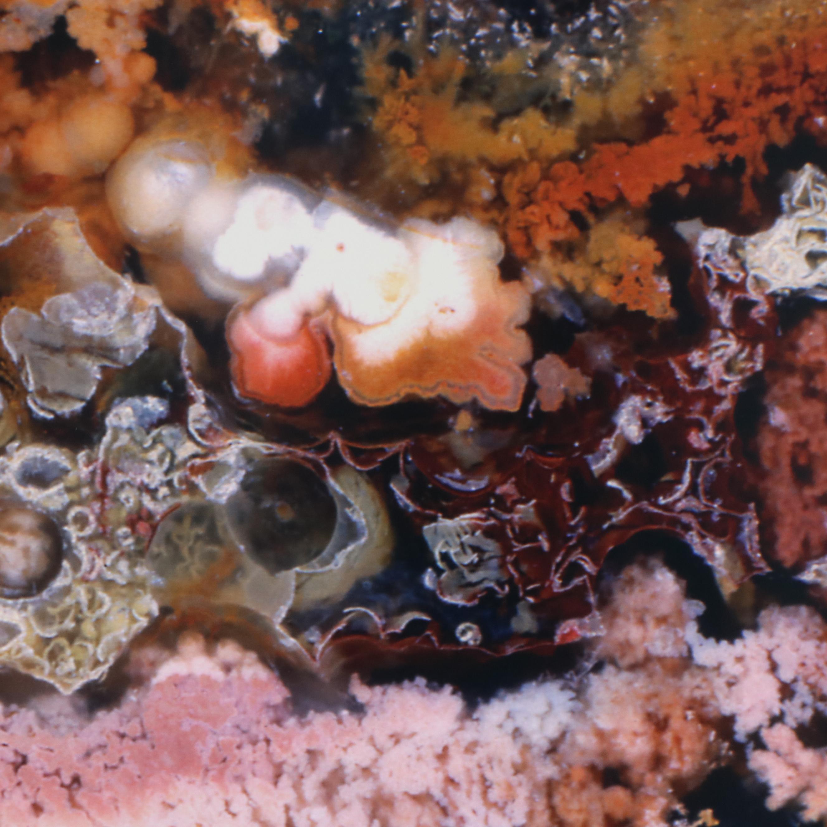 Dr. Giraud Foster and Norman Barker Digital Photograph "FLOWERING TREE"