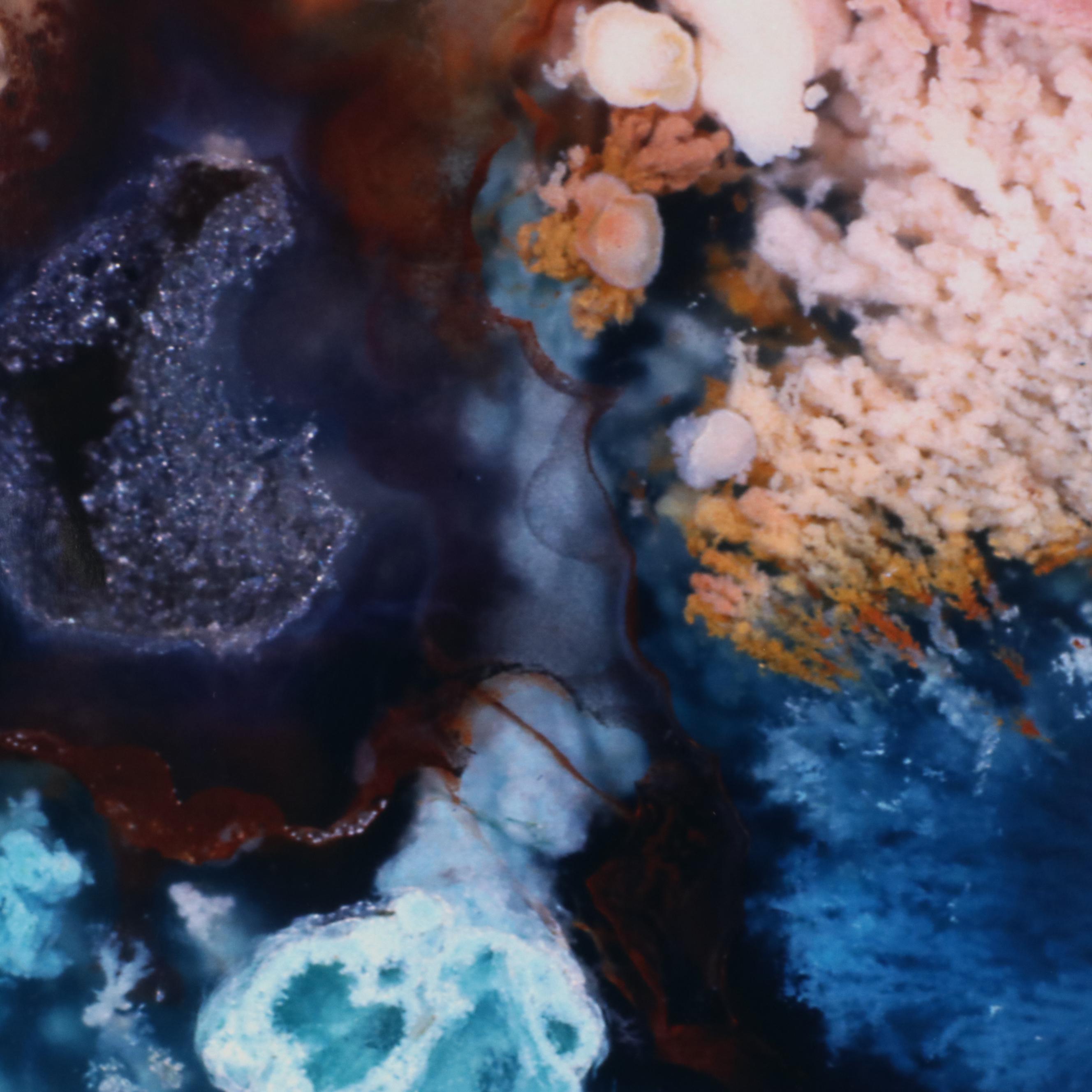 Dr. Giraud Foster and Norman Barker Digital Photograph "FLOWERING TREE"