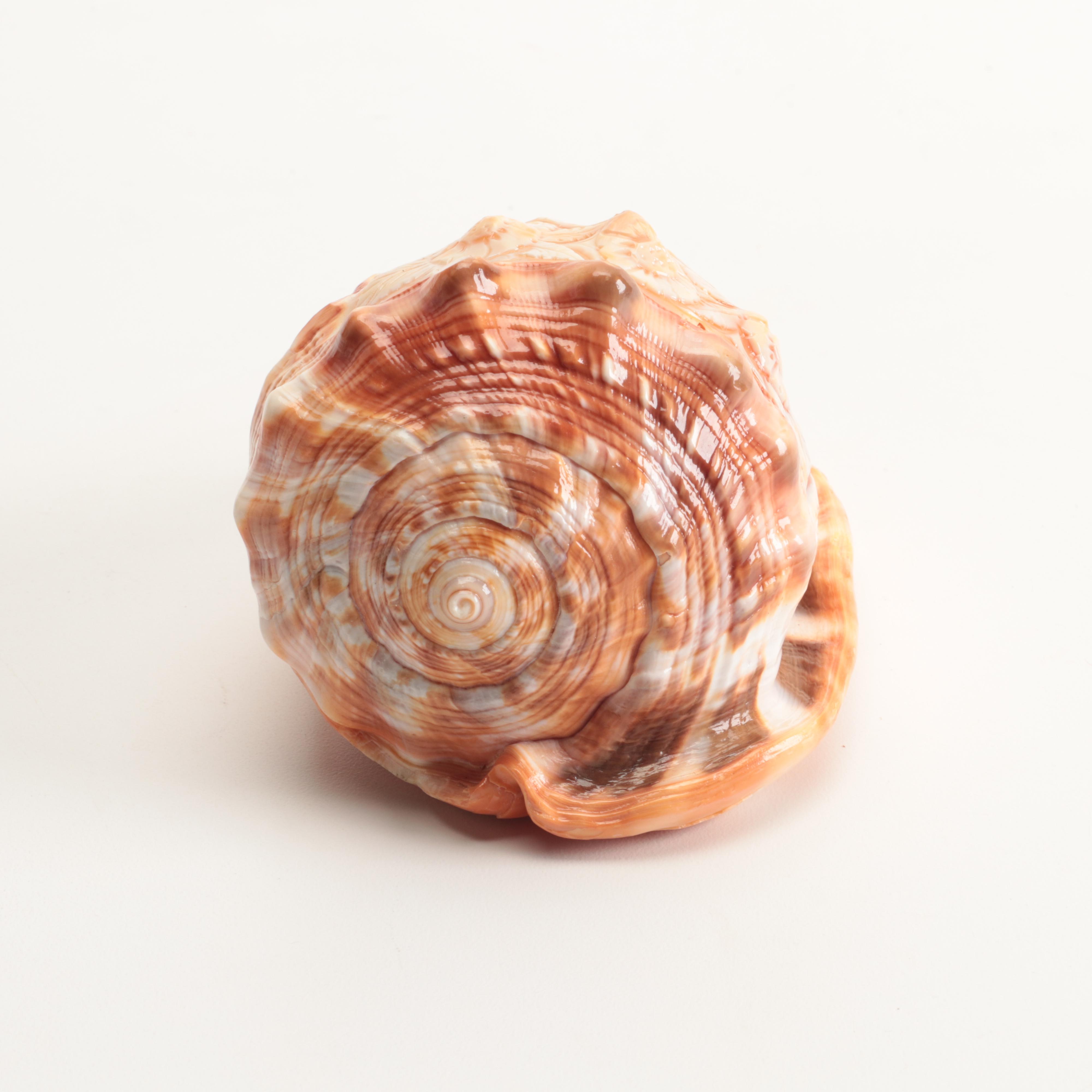 Victorian Neoclassical Lady's Portrait Cameo Carved on Conch Shell