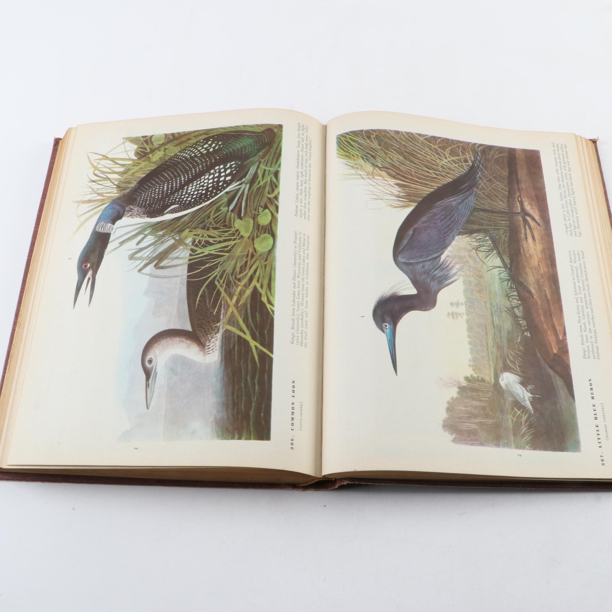 Signed First Impression "The Court of Lucifer" by Nathan Gallizier and More