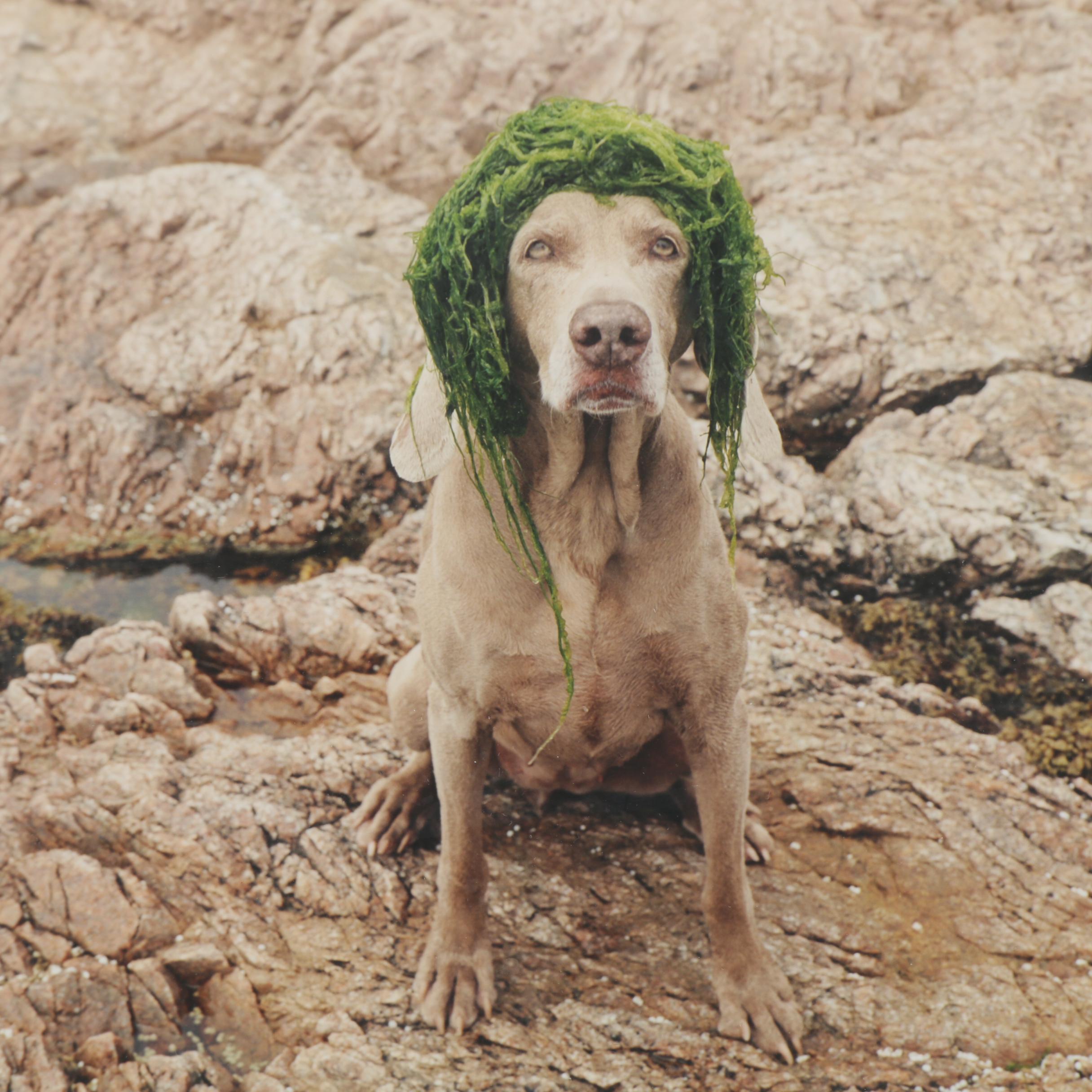 William Wegman Color Photograph "Algae Girl," 2002
