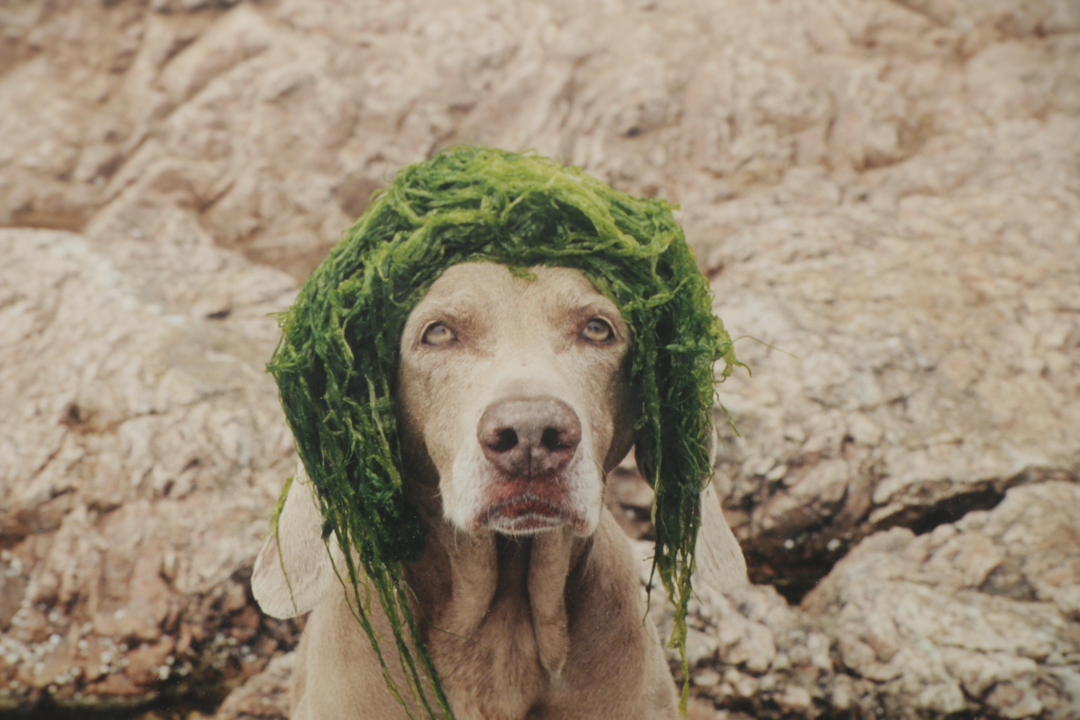 William Wegman Color Photograph "Algae Girl," 2002