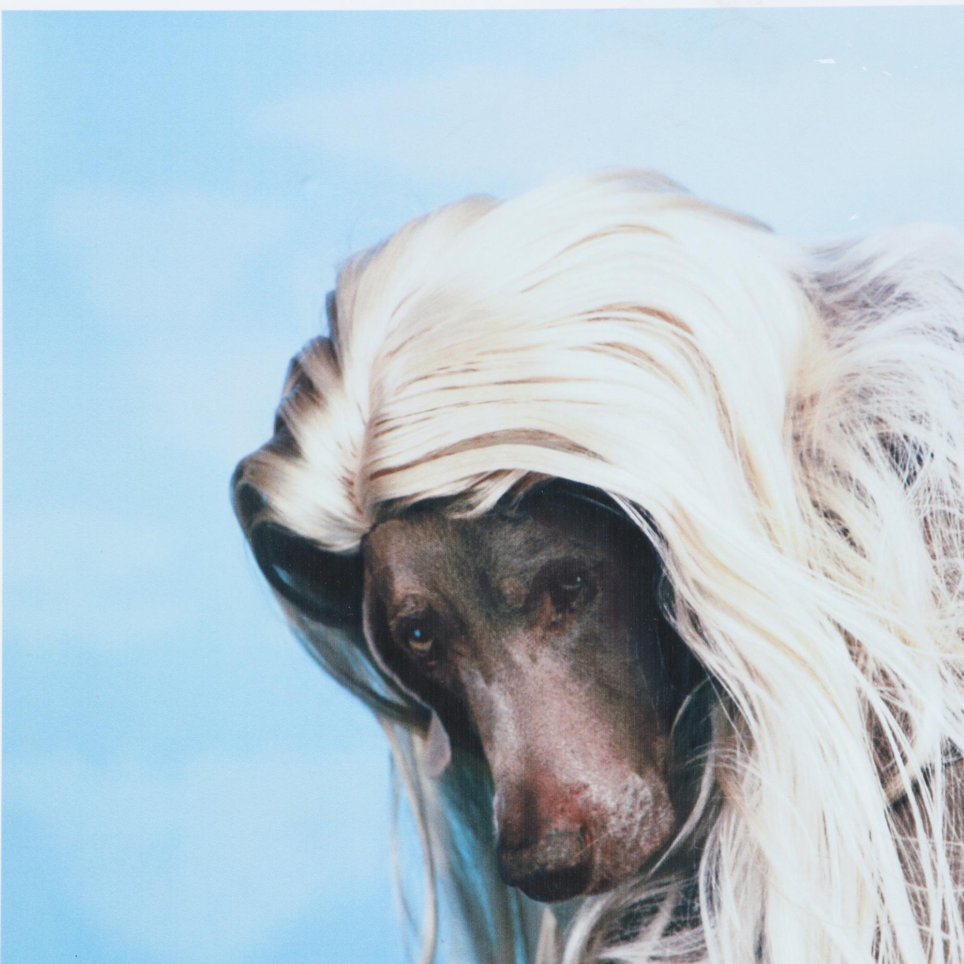 William Wegman Digital Print "Bikini," 1999