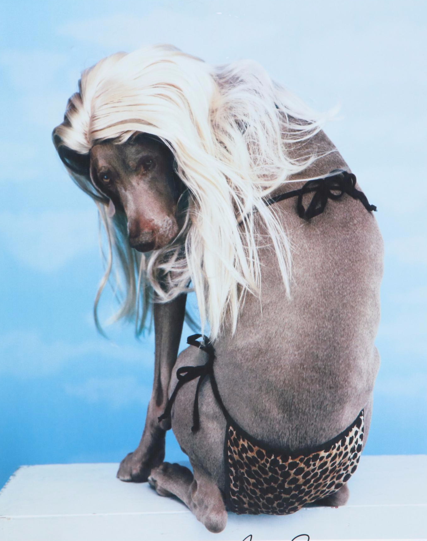 William Wegman Digital Print "Bikini," 1999