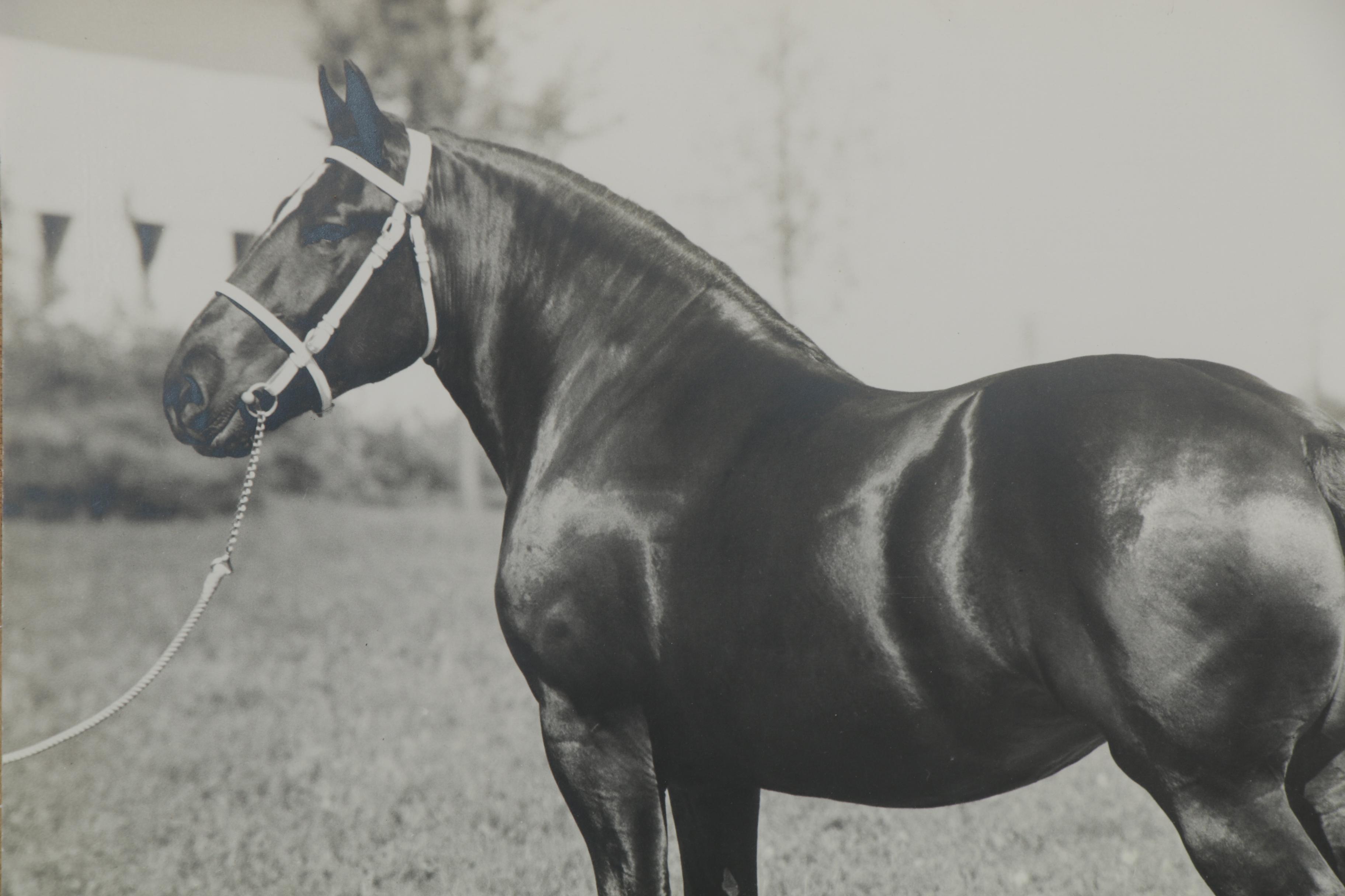 Percheron Horse Large-Scale Silver Gelatin Photograph, Early to Mid 20th Century