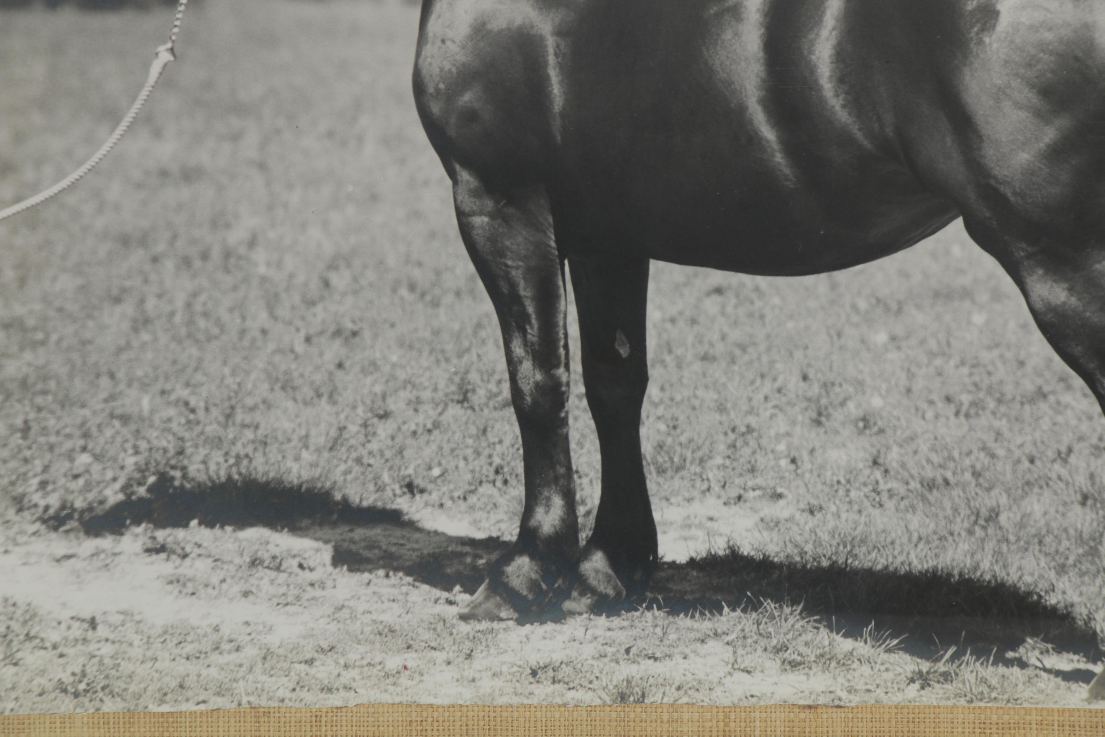 Percheron Horse Large-Scale Silver Gelatin Photograph, Early to Mid 20th Century