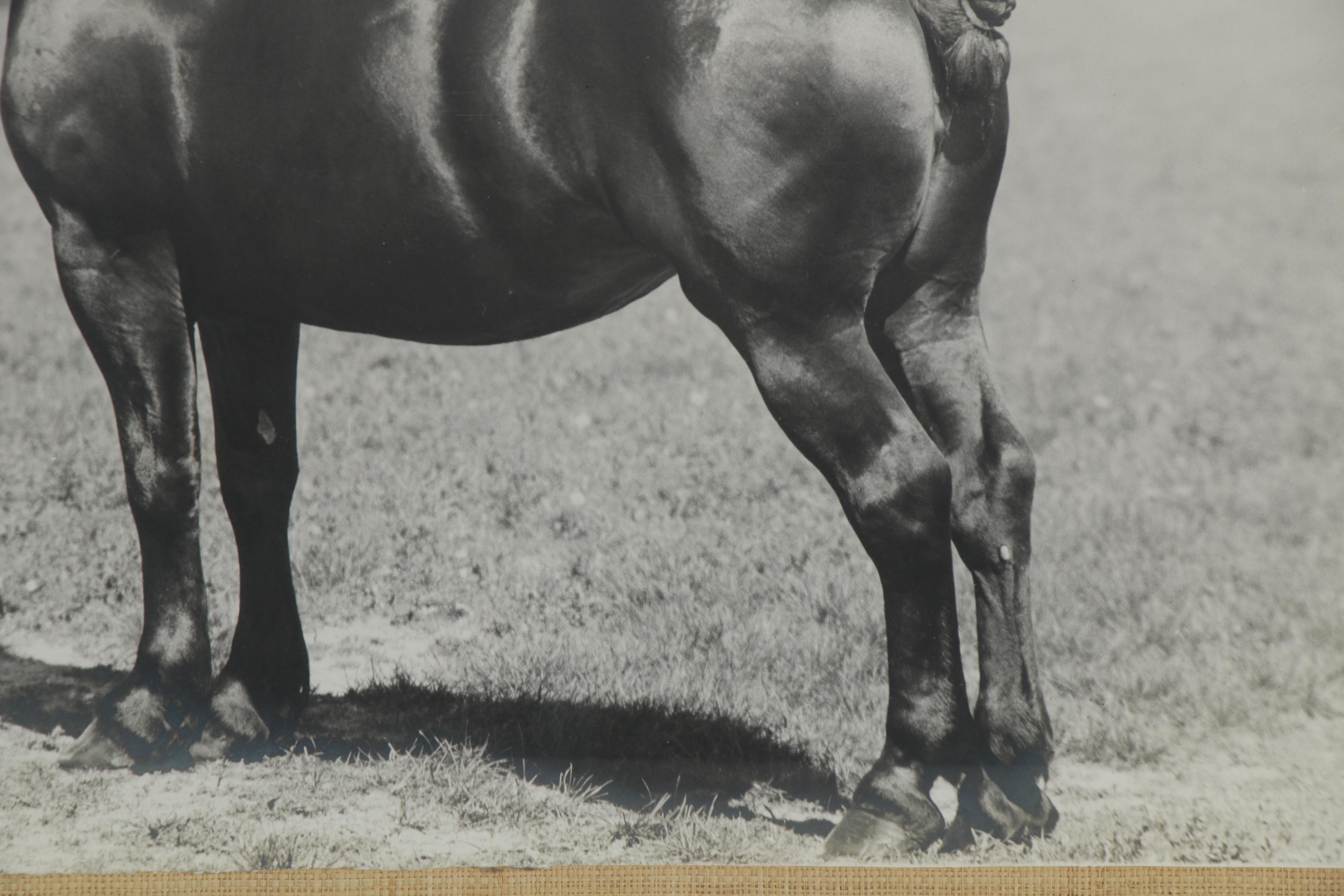 Percheron Horse Large-Scale Silver Gelatin Photograph, Early to Mid 20th Century