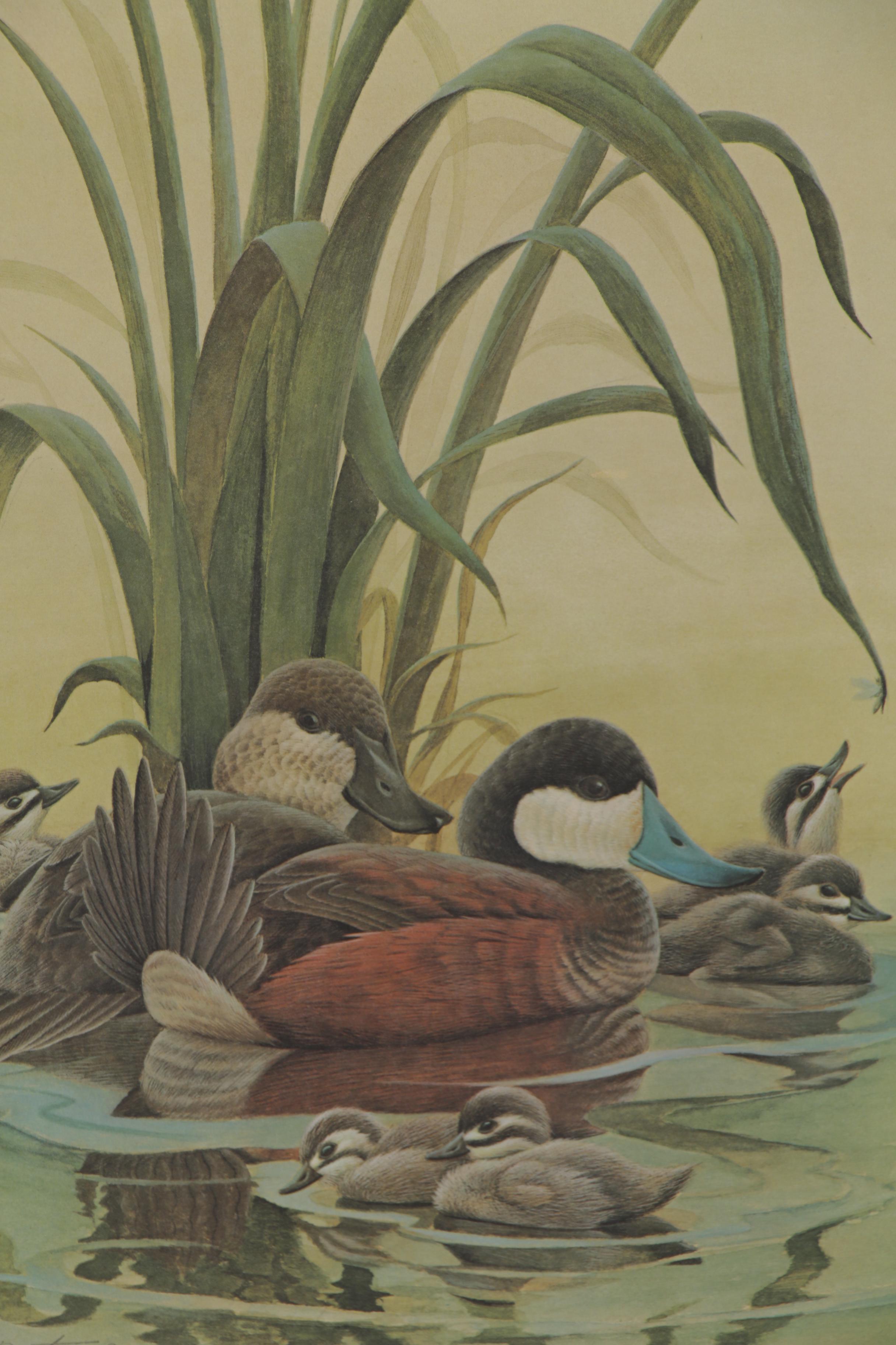 John Ruthven Offset Lithograph "Ruddy Duck Family"