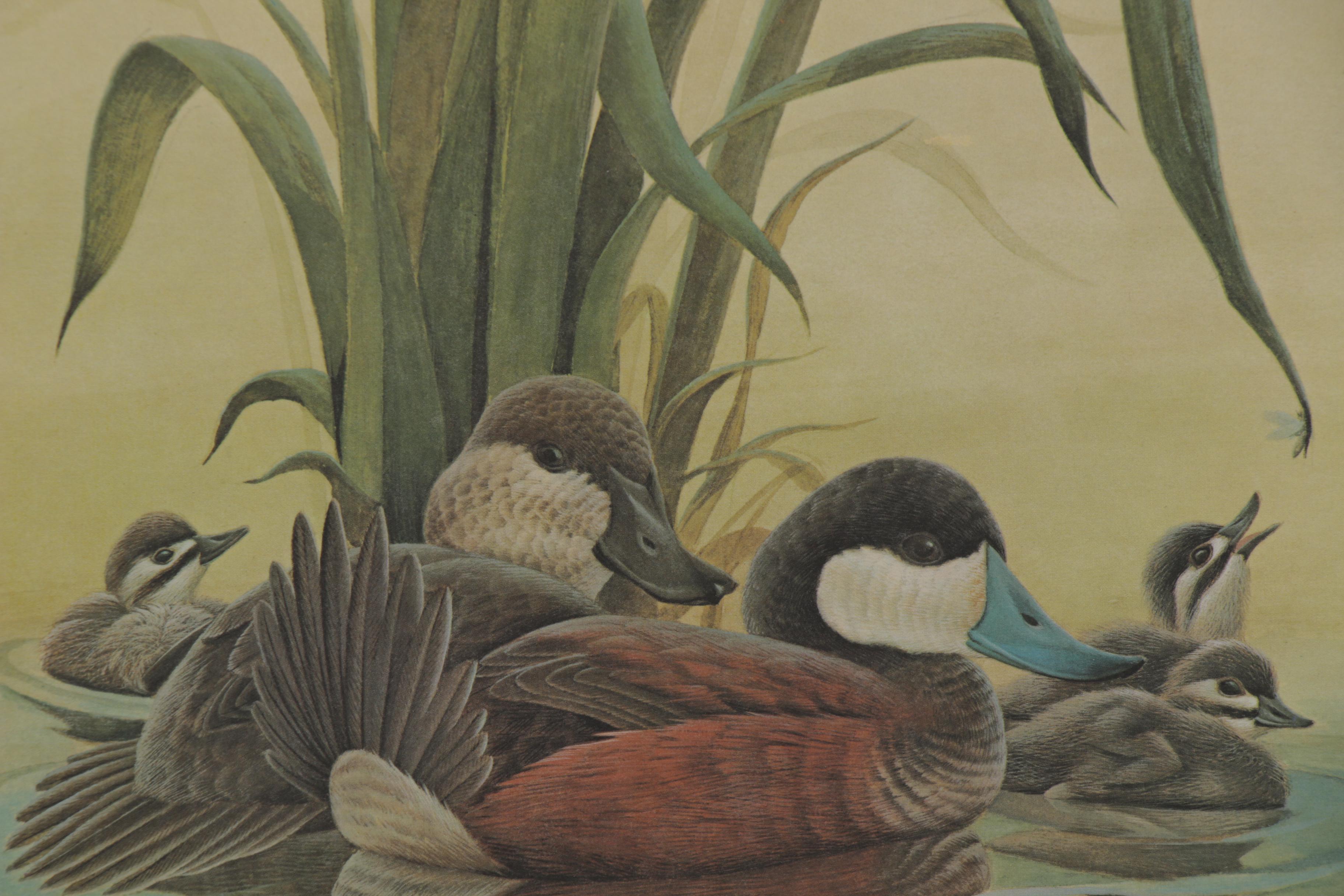 John Ruthven Offset Lithograph "Ruddy Duck Family"